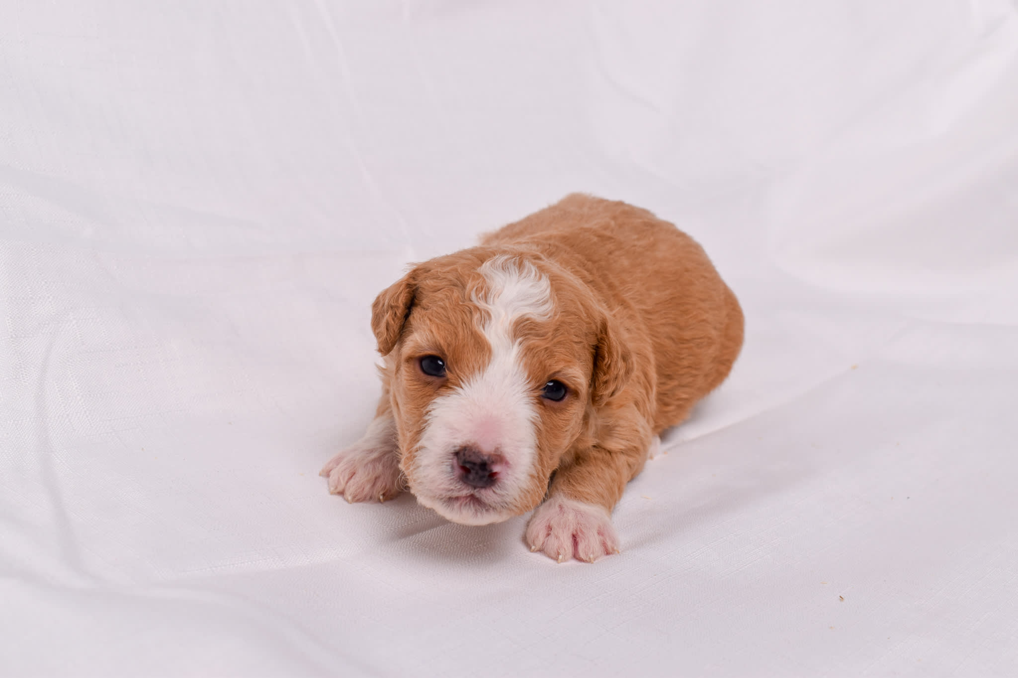 Mini Bernedoodle puppy