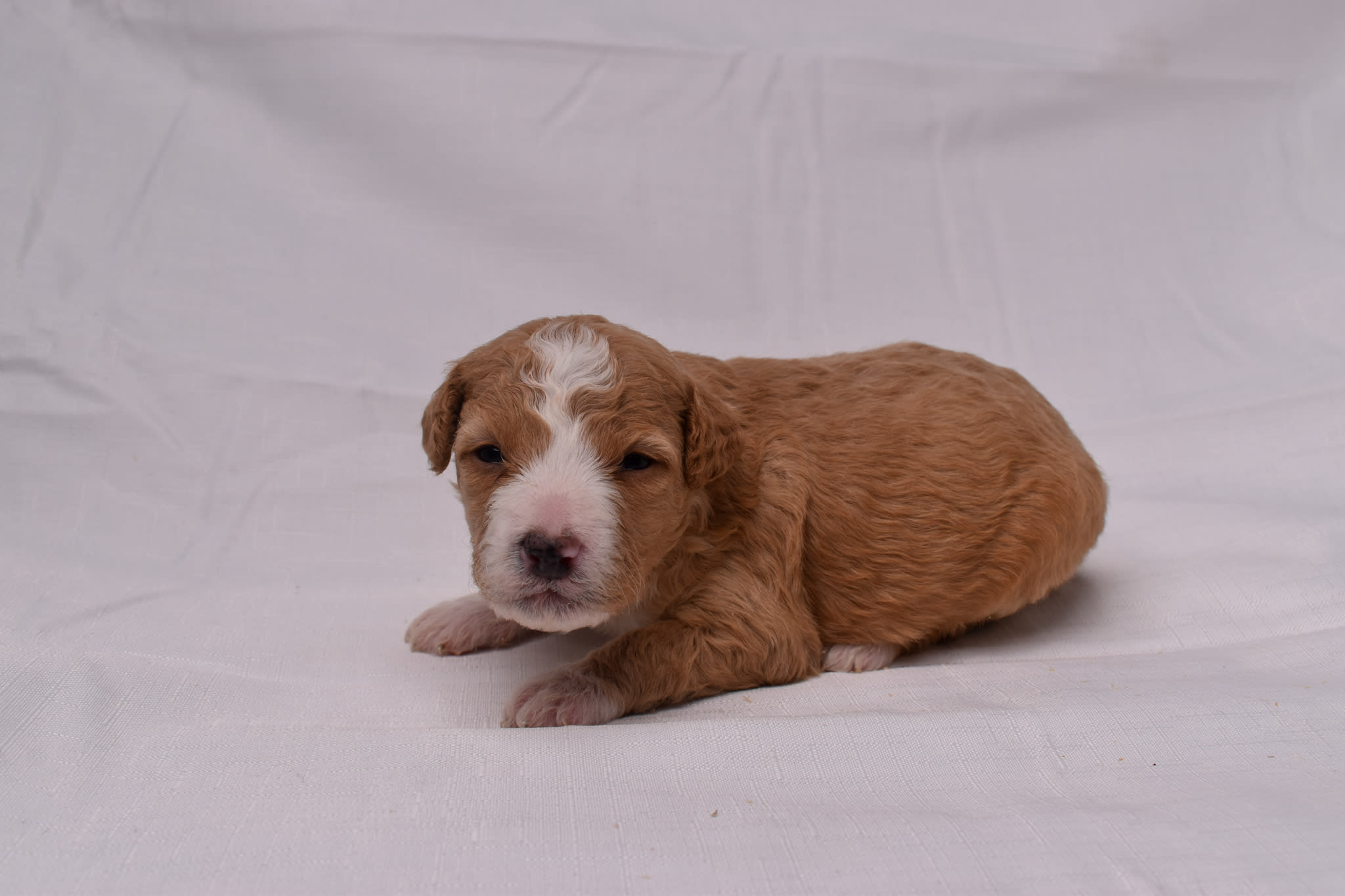 Mini Bernedoodle puppy