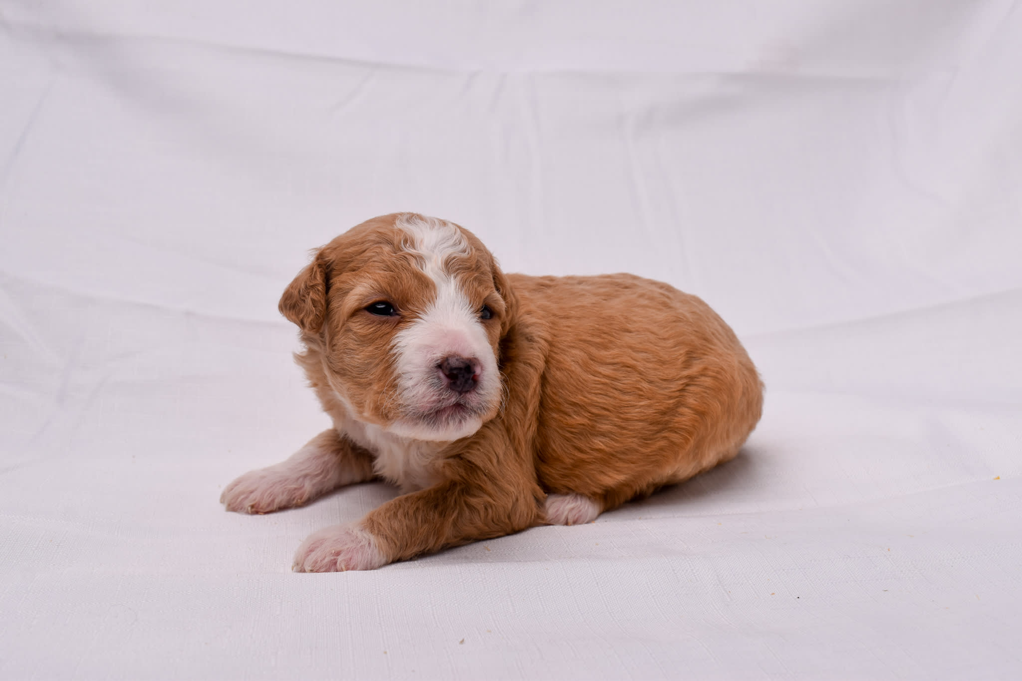 Mini Bernedoodle puppy