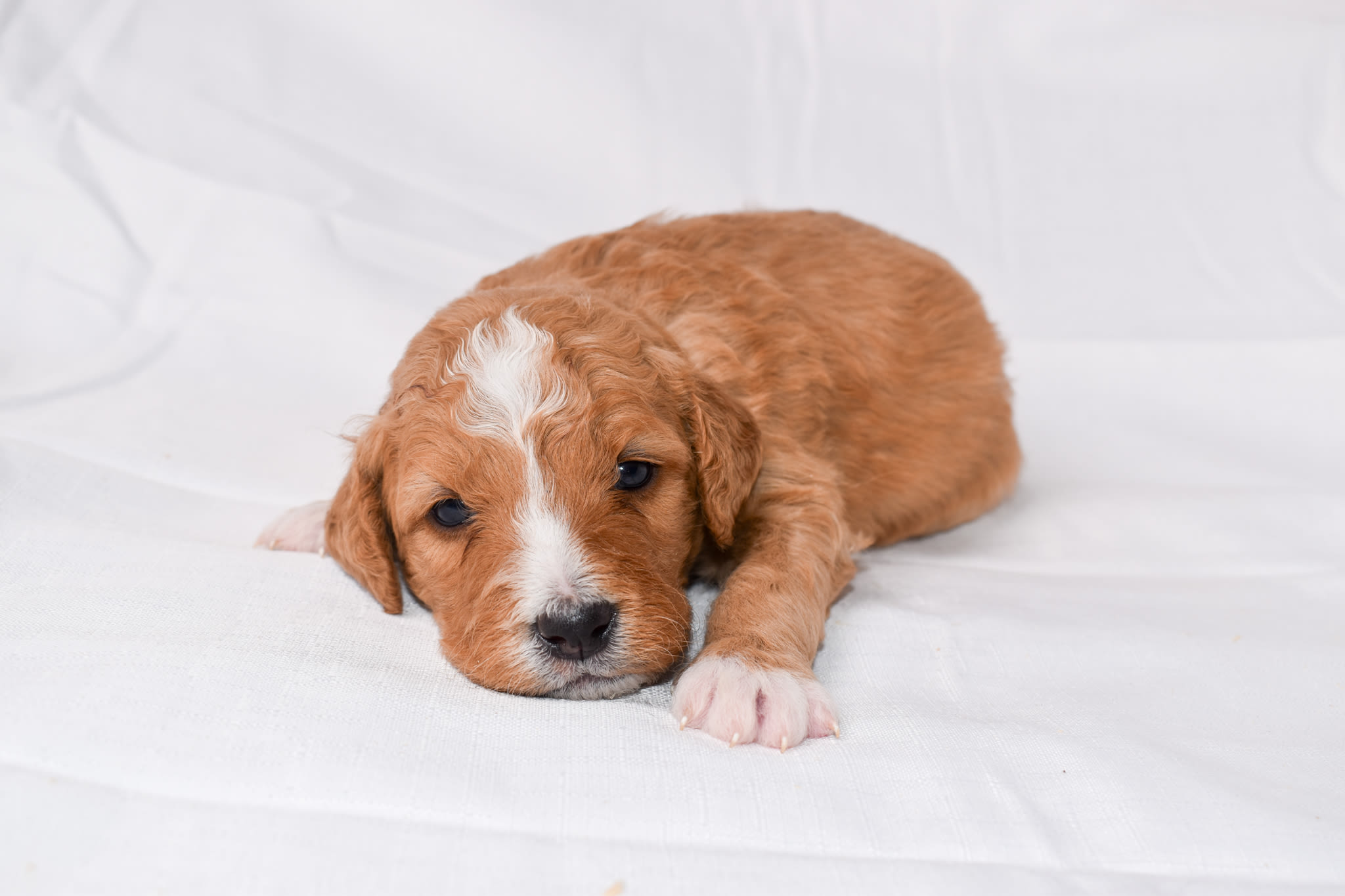 Mini Bernedoodle puppy