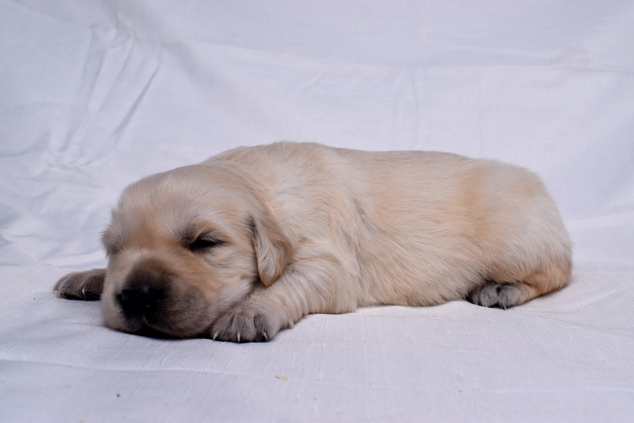 Golden Retriever puppy