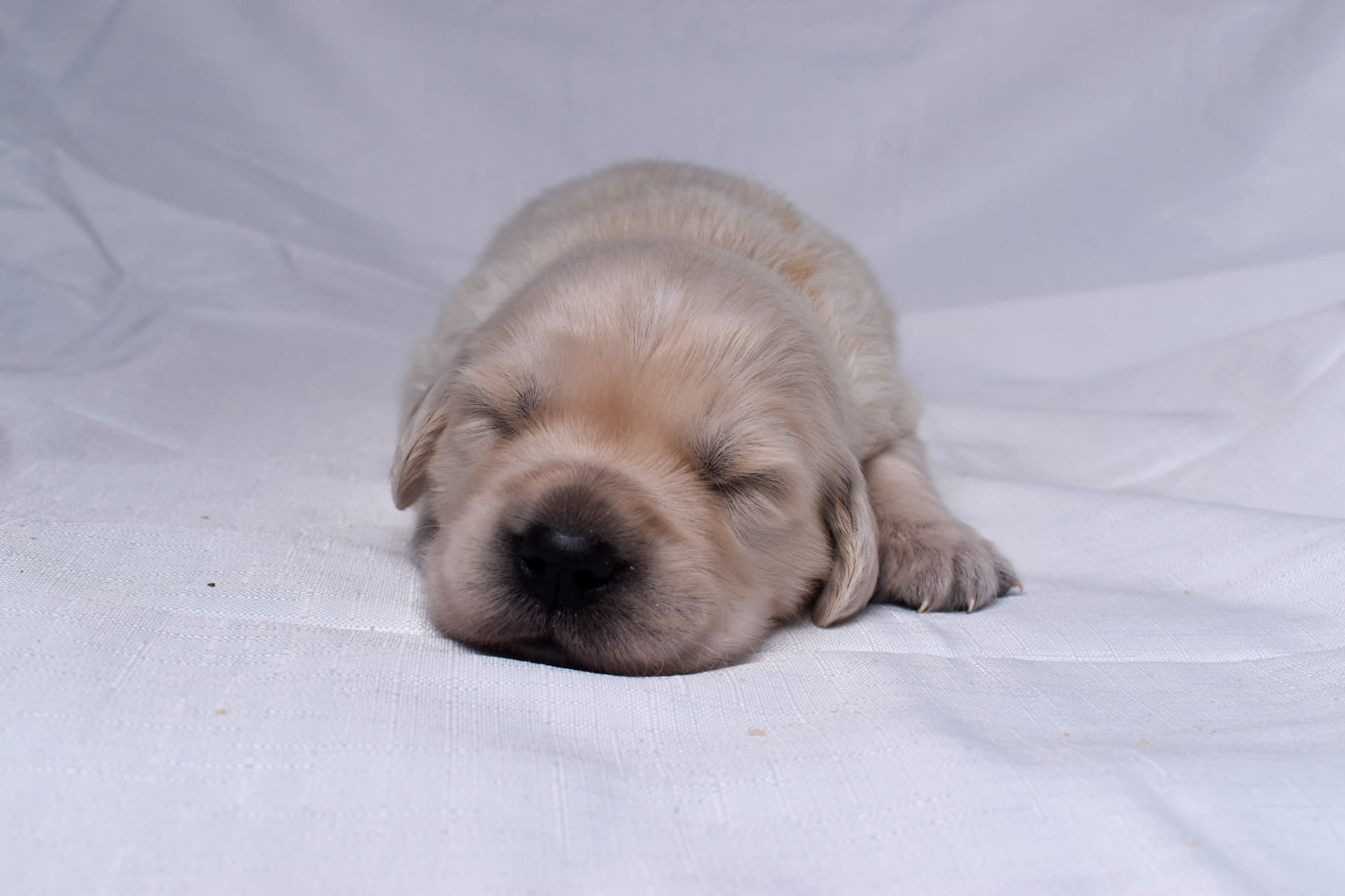 Golden Retriever puppy