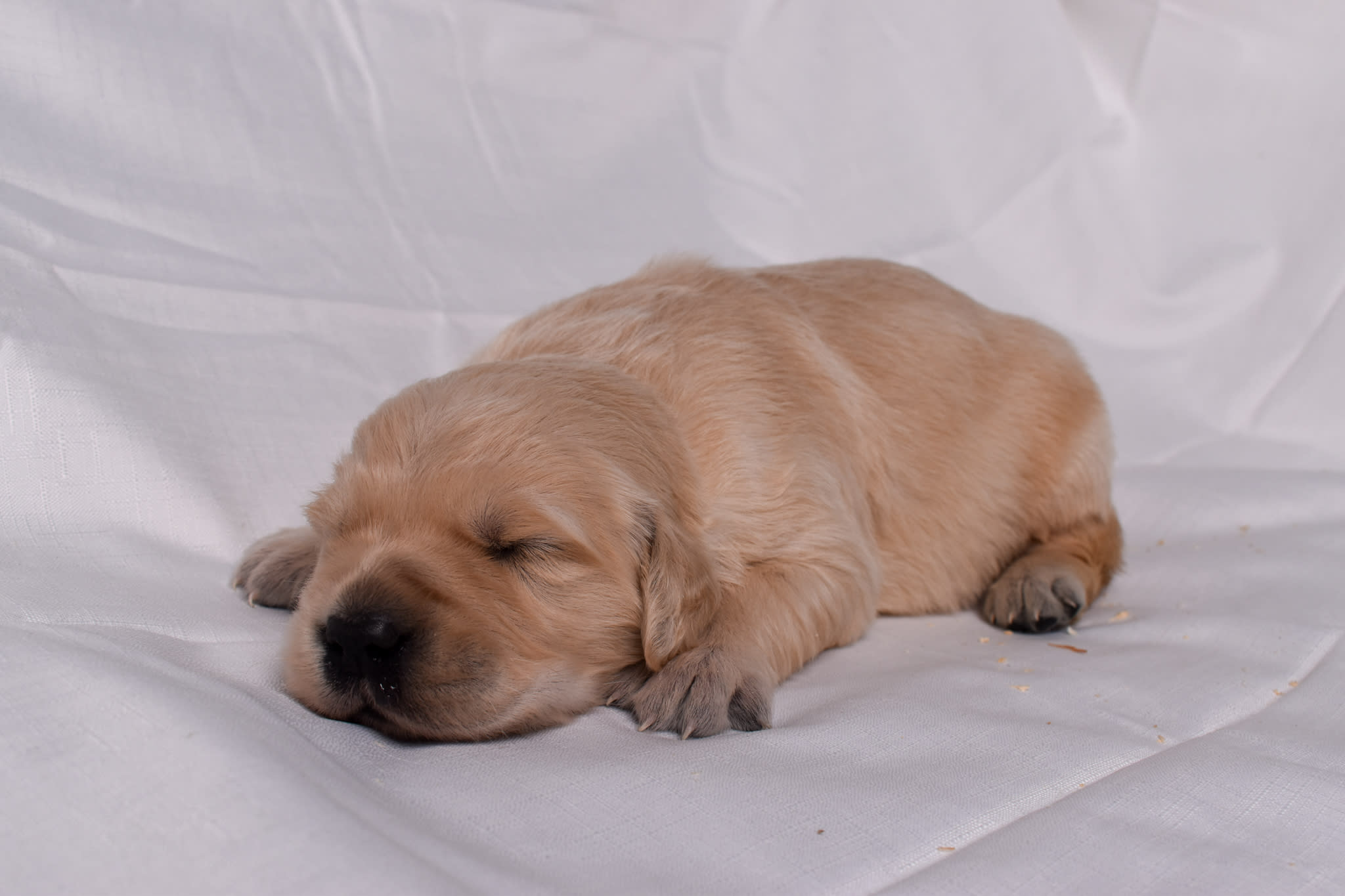 Golden Retriever puppy