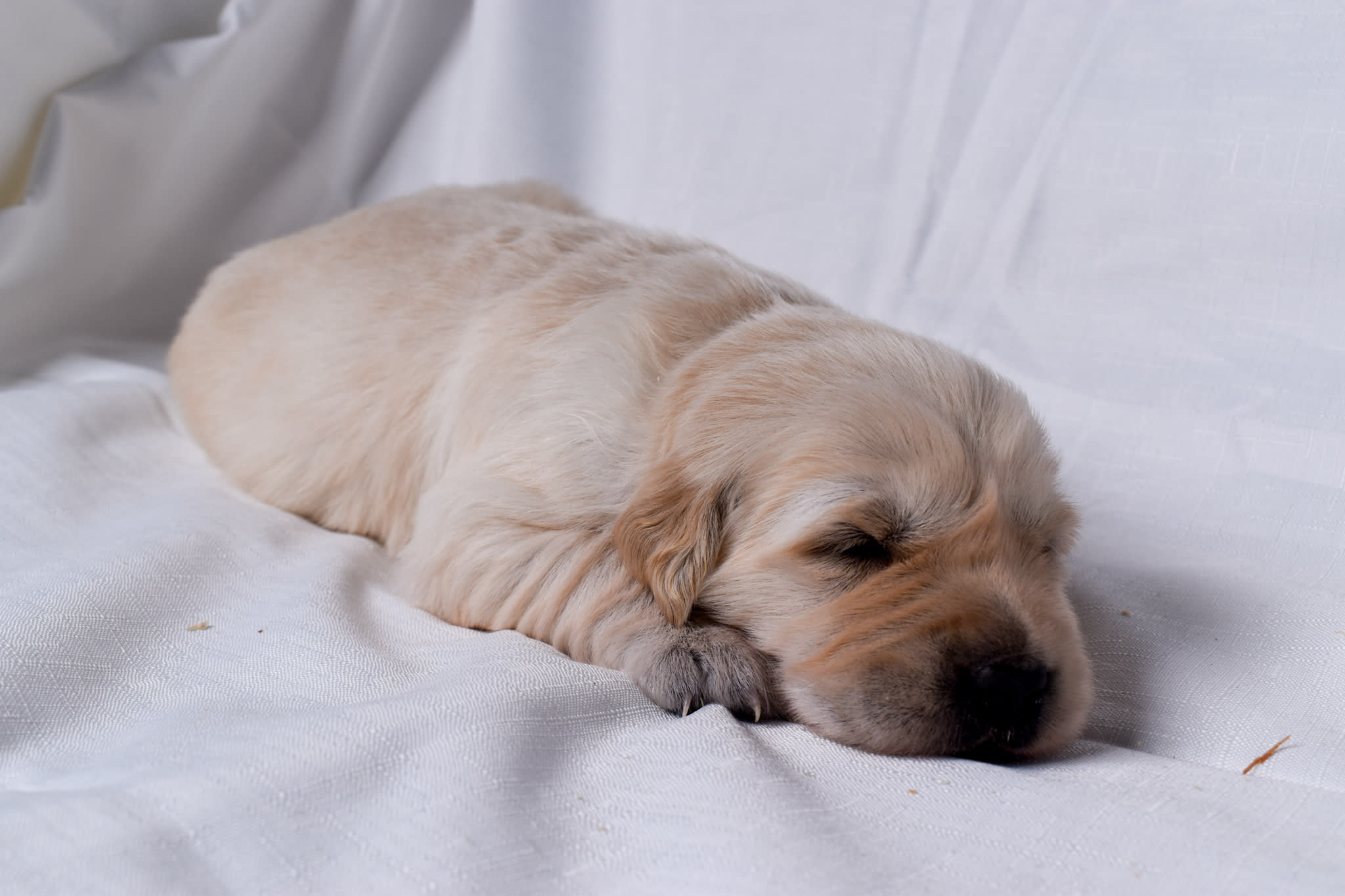 Golden Retriever puppy