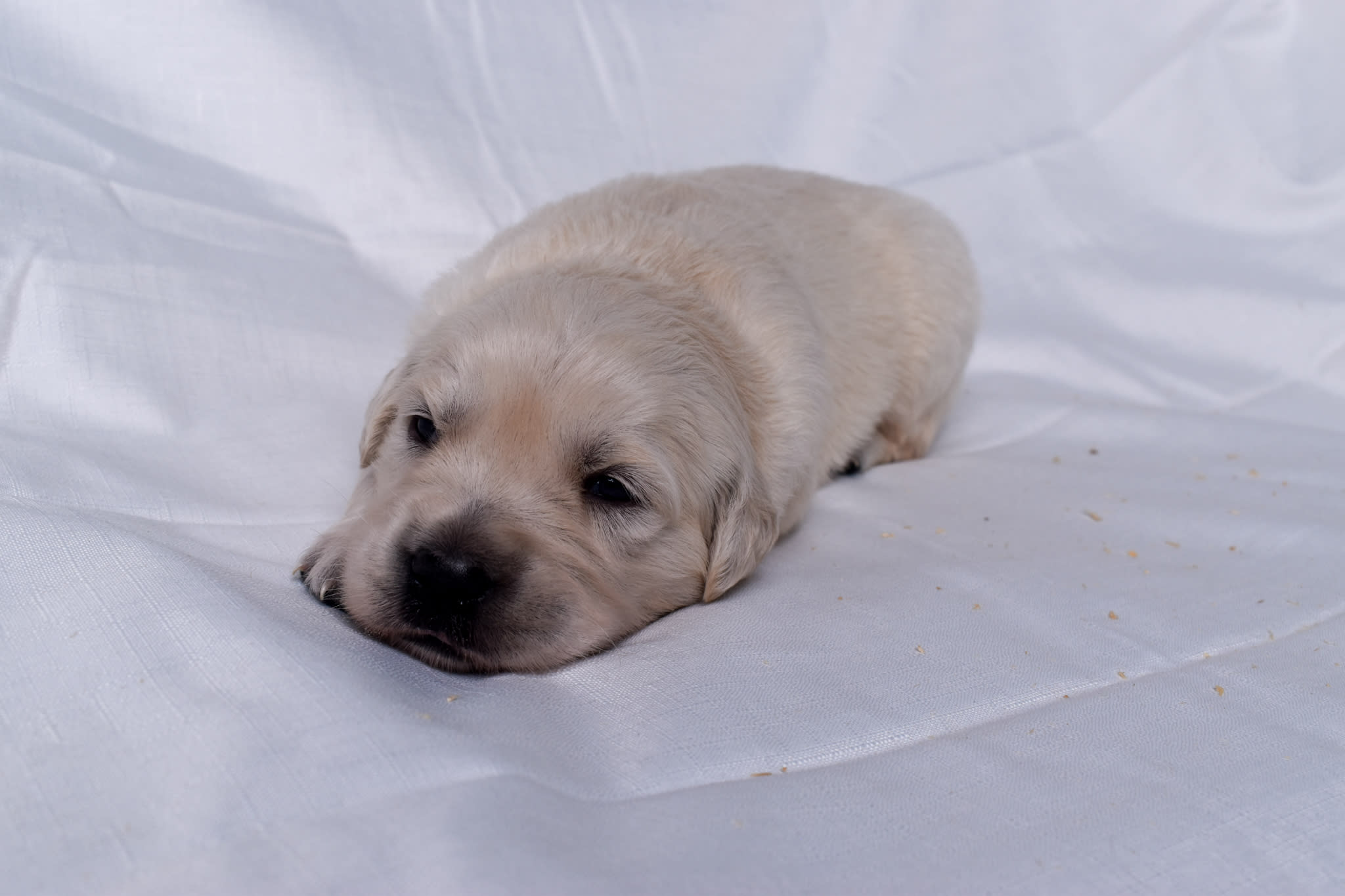 Golden Retriever puppy