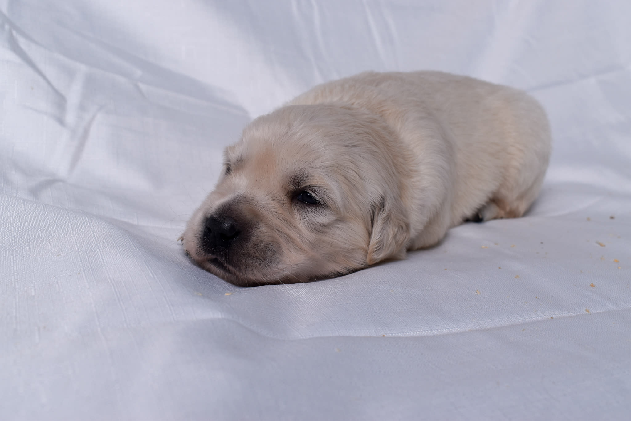 Golden Retriever puppy