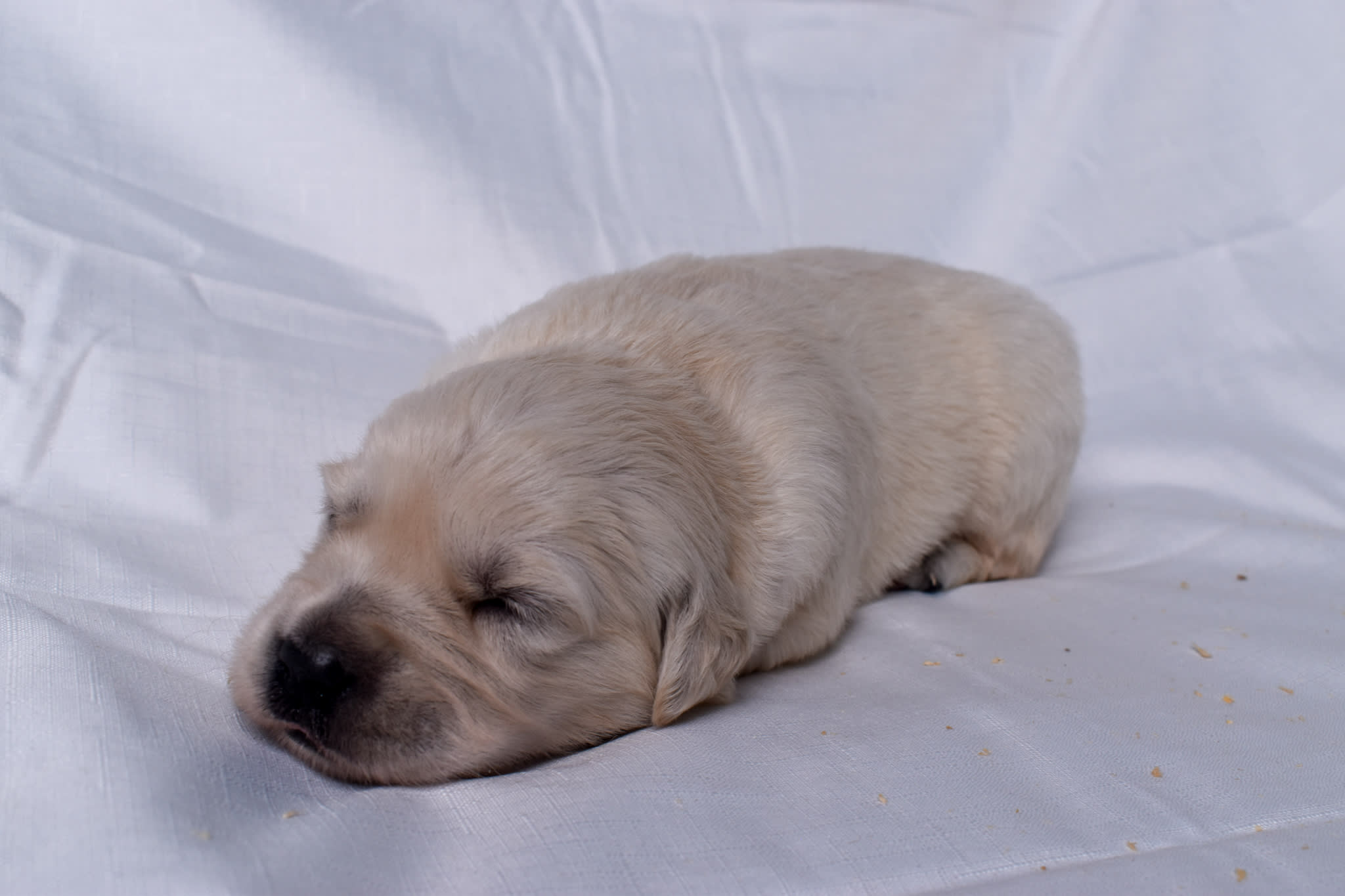 Golden Retriever puppy