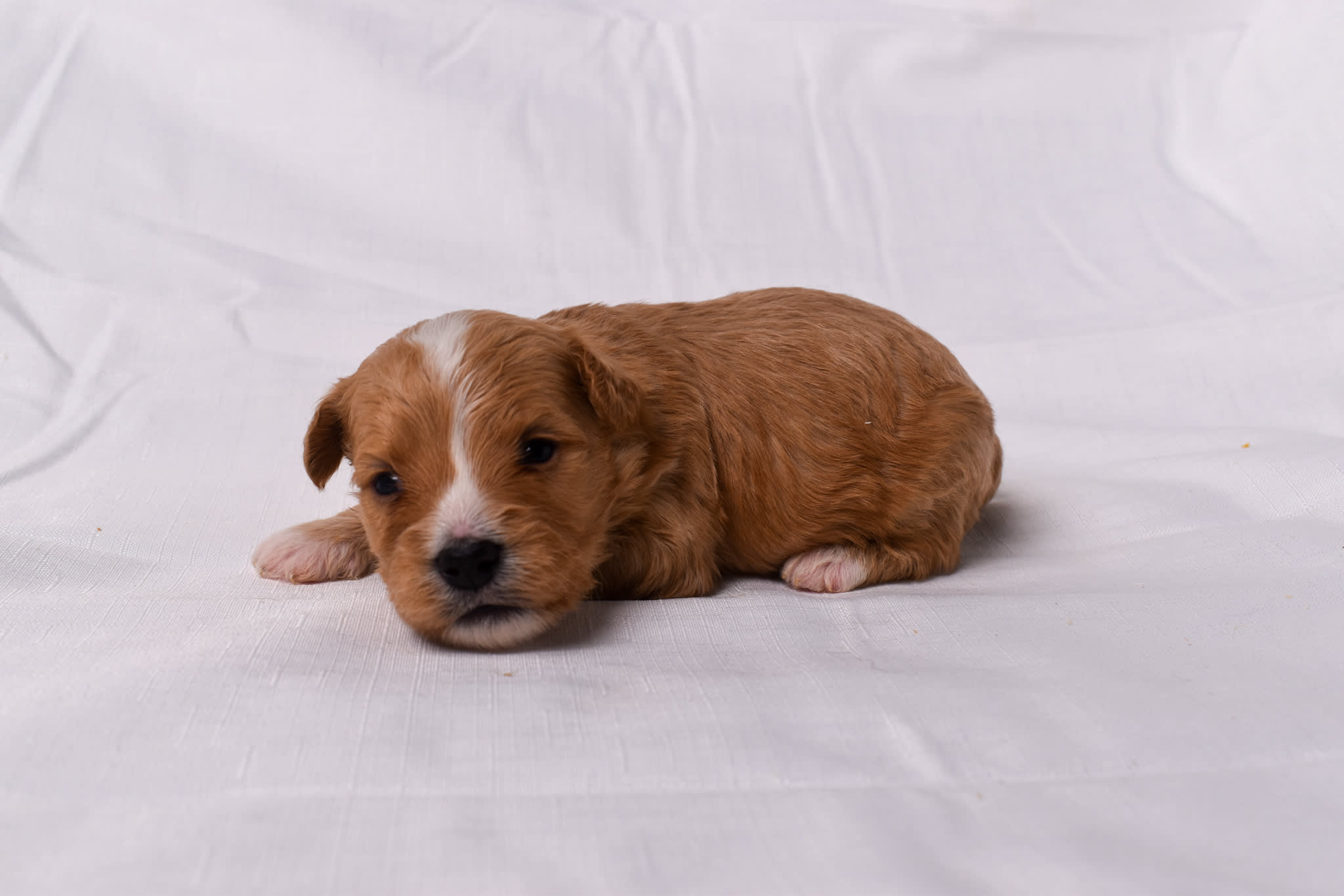 Mini Bernedoodle puppy