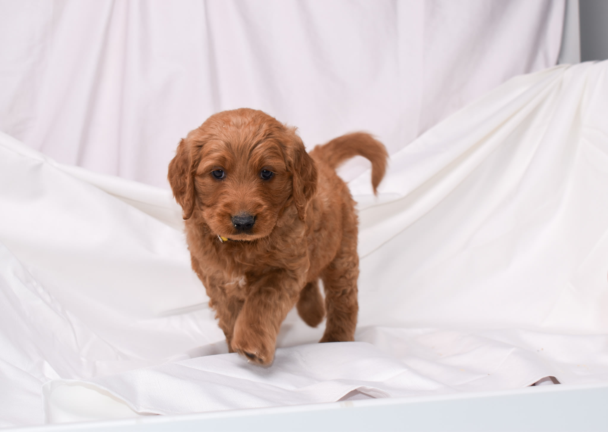 Goldendoodle puppy