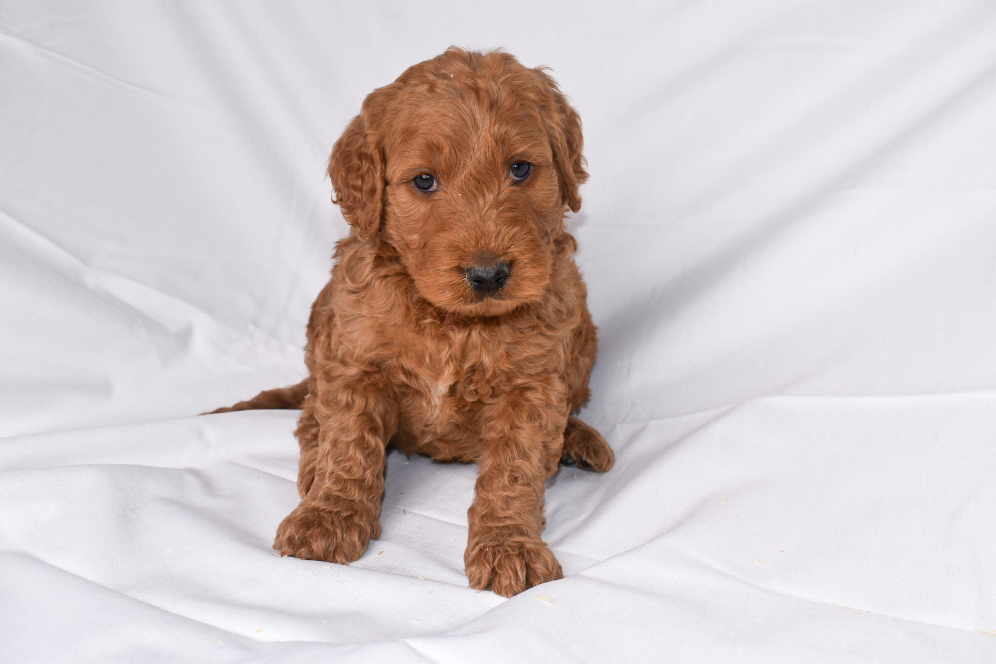 Goldendoodle puppy