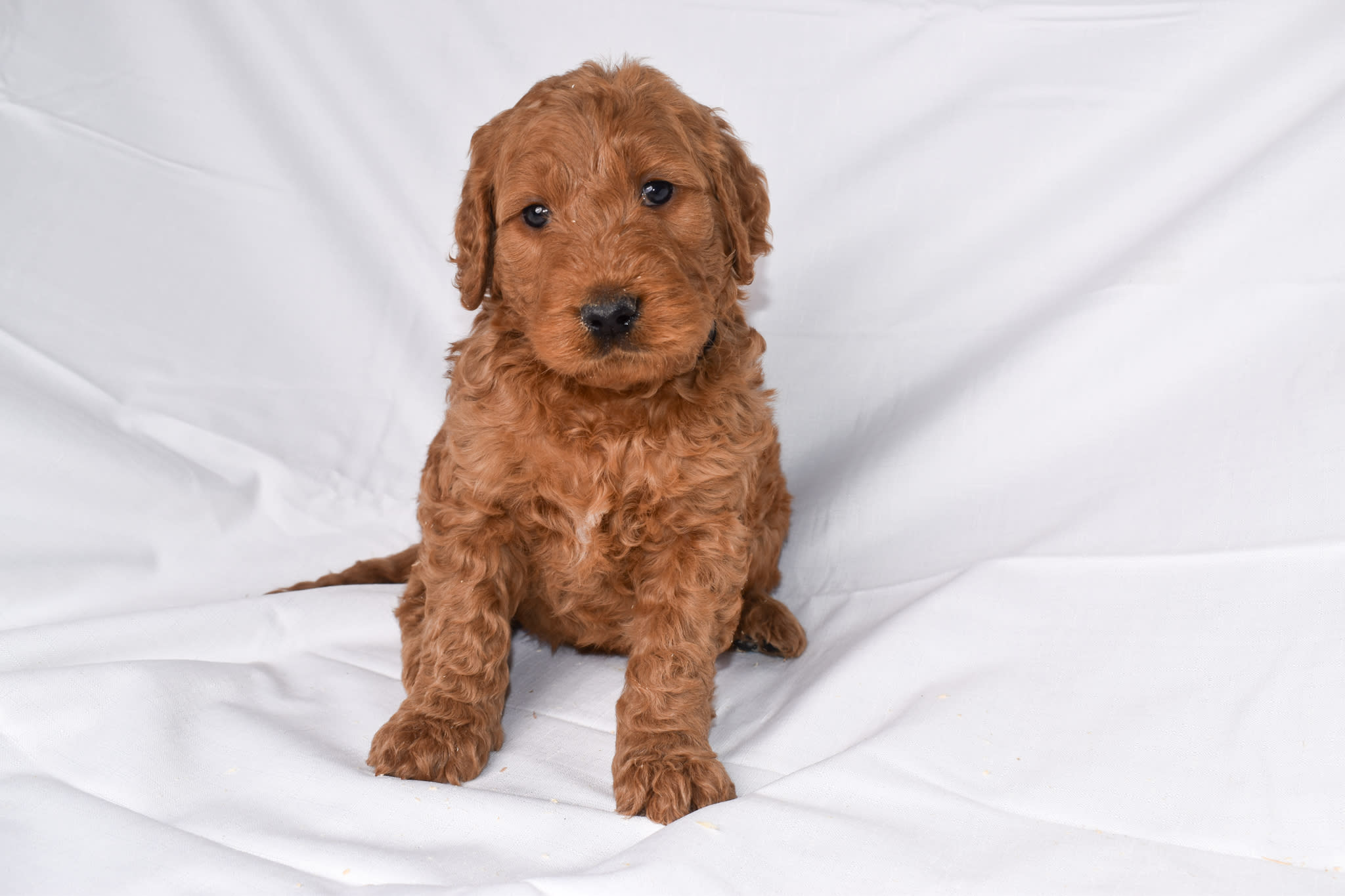 Goldendoodle puppy