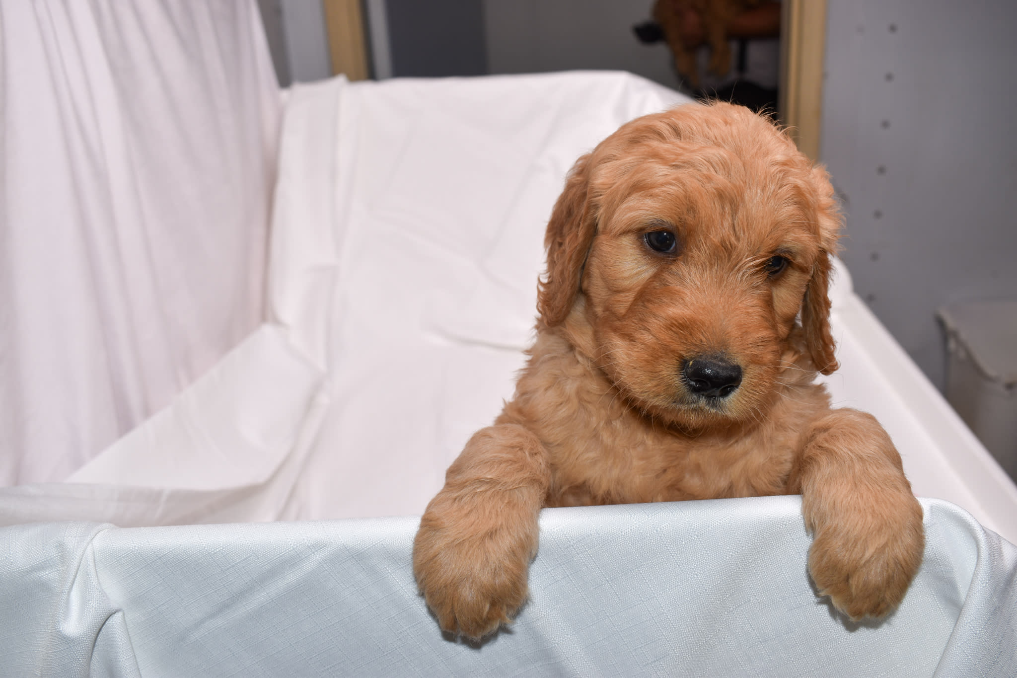 Goldendoodle puppy