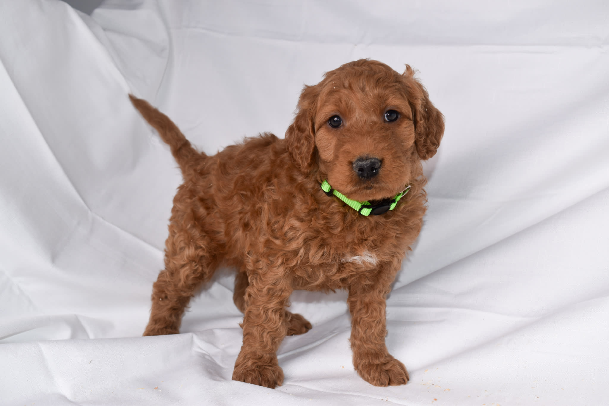 Goldendoodle puppy