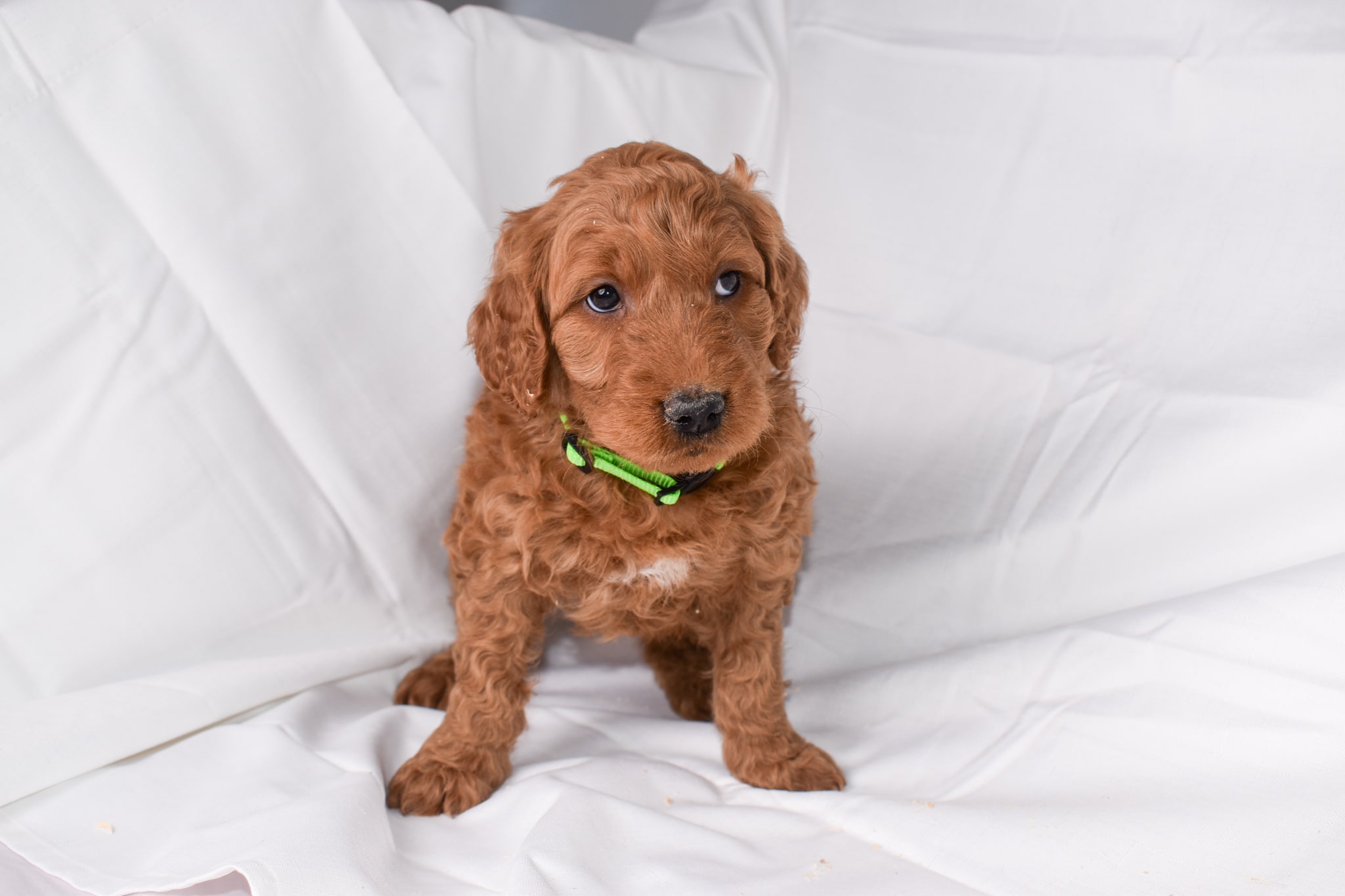 Goldendoodle puppy