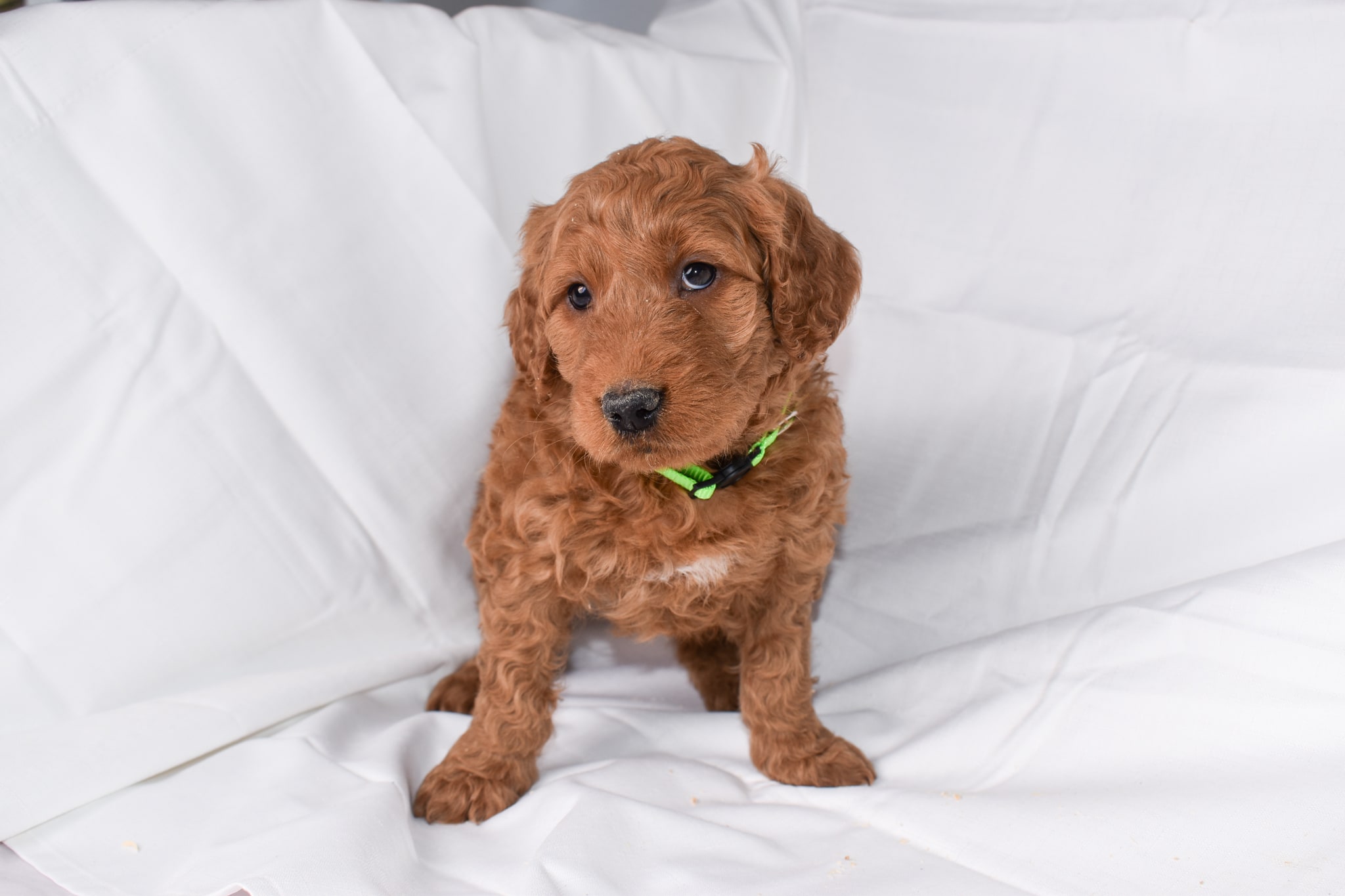 Goldendoodle puppy