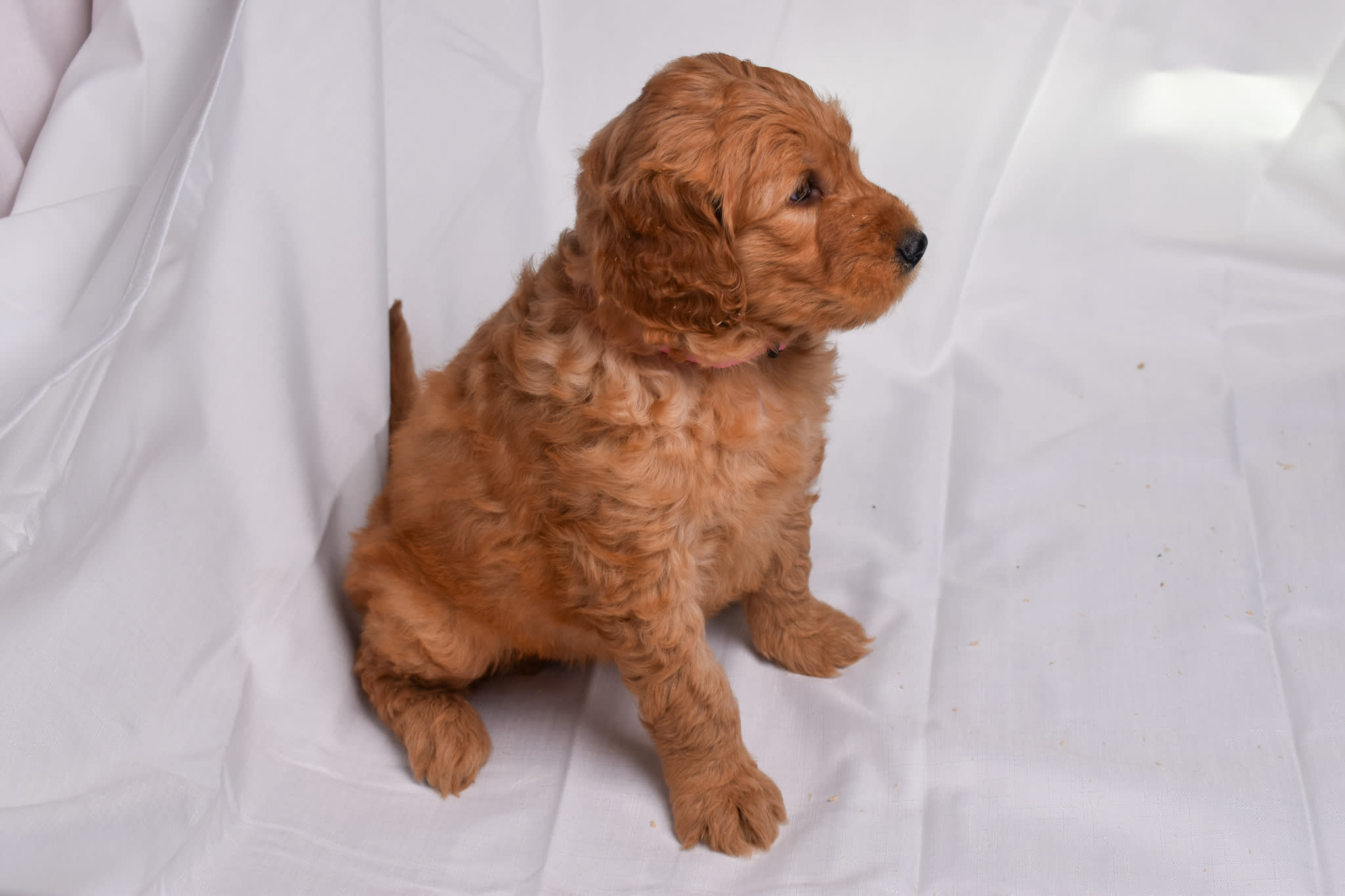 Goldendoodle puppy