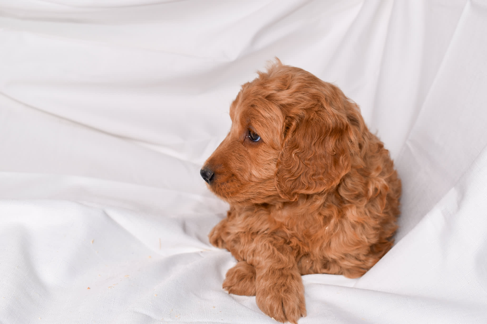 Goldendoodle puppy