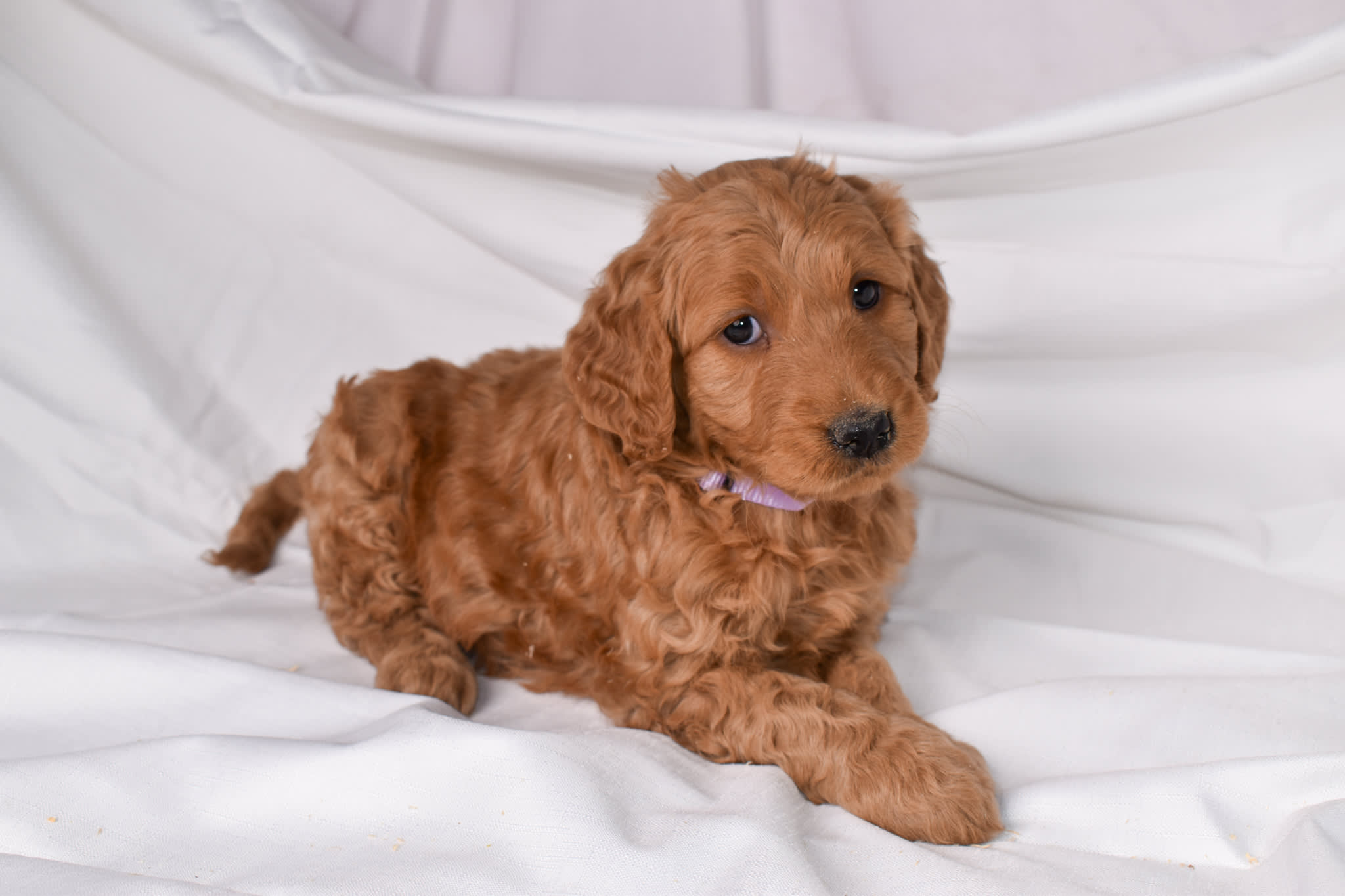 Goldendoodle puppy