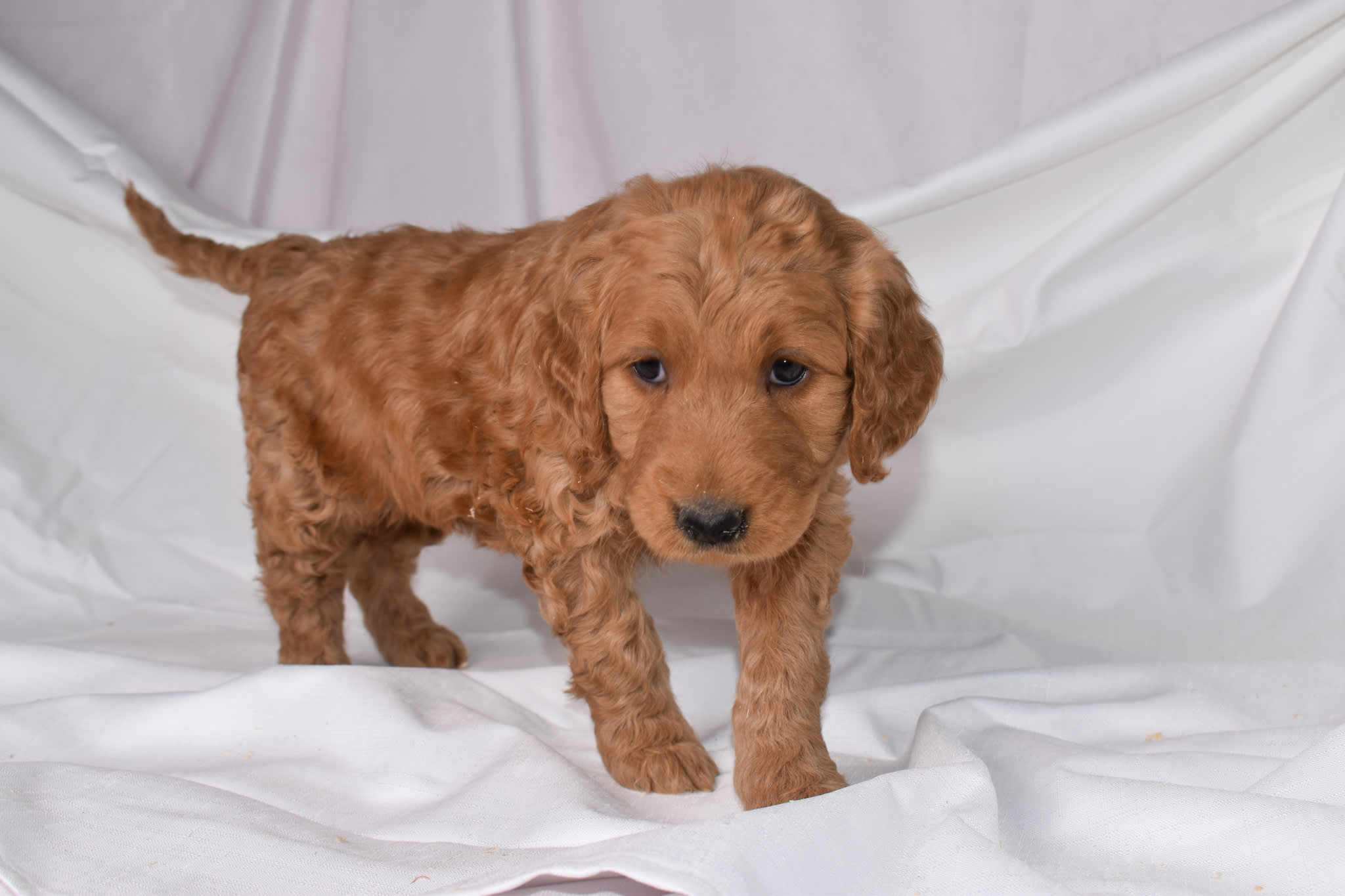 Goldendoodle puppy