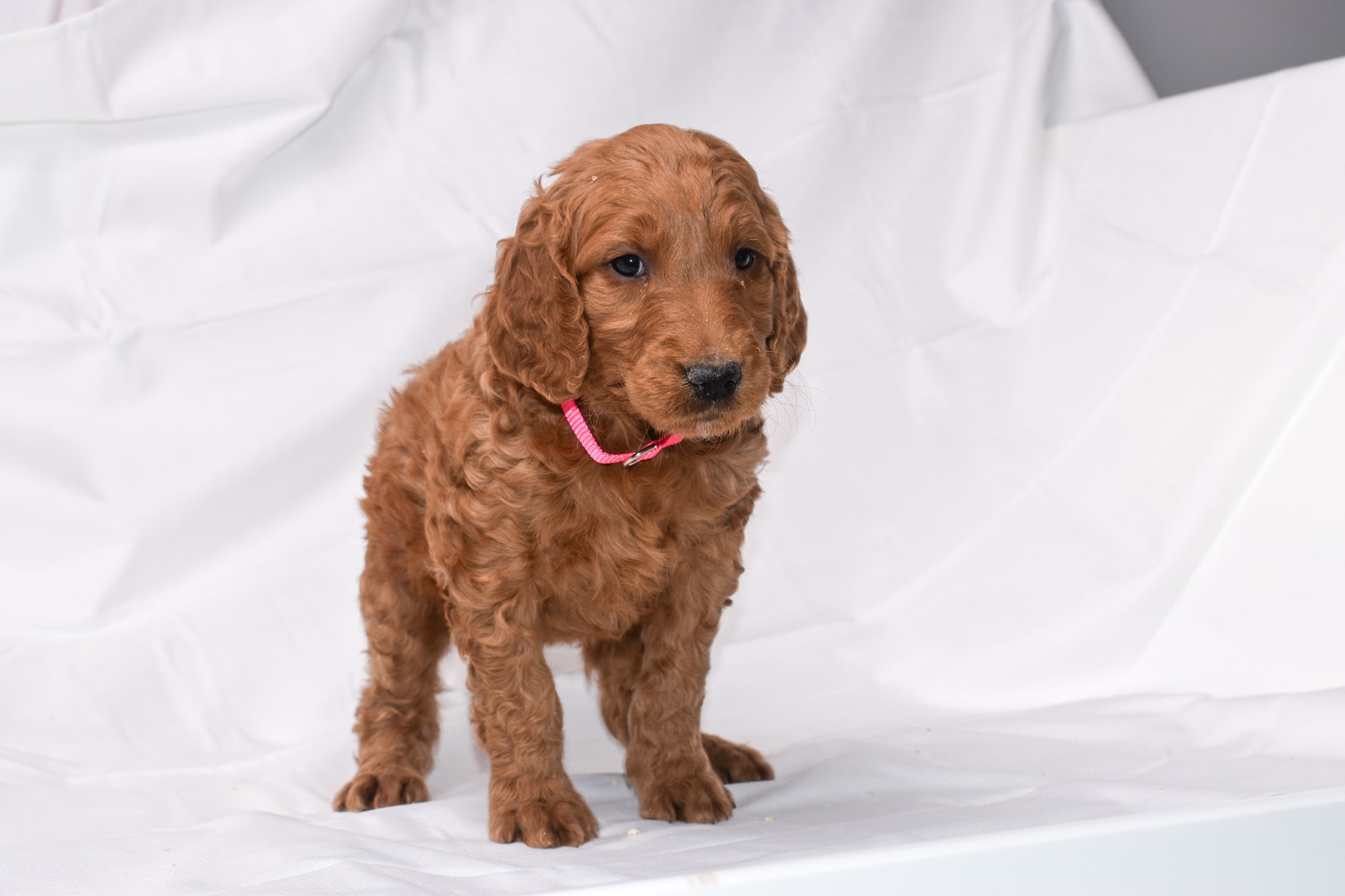 Goldendoodle puppy