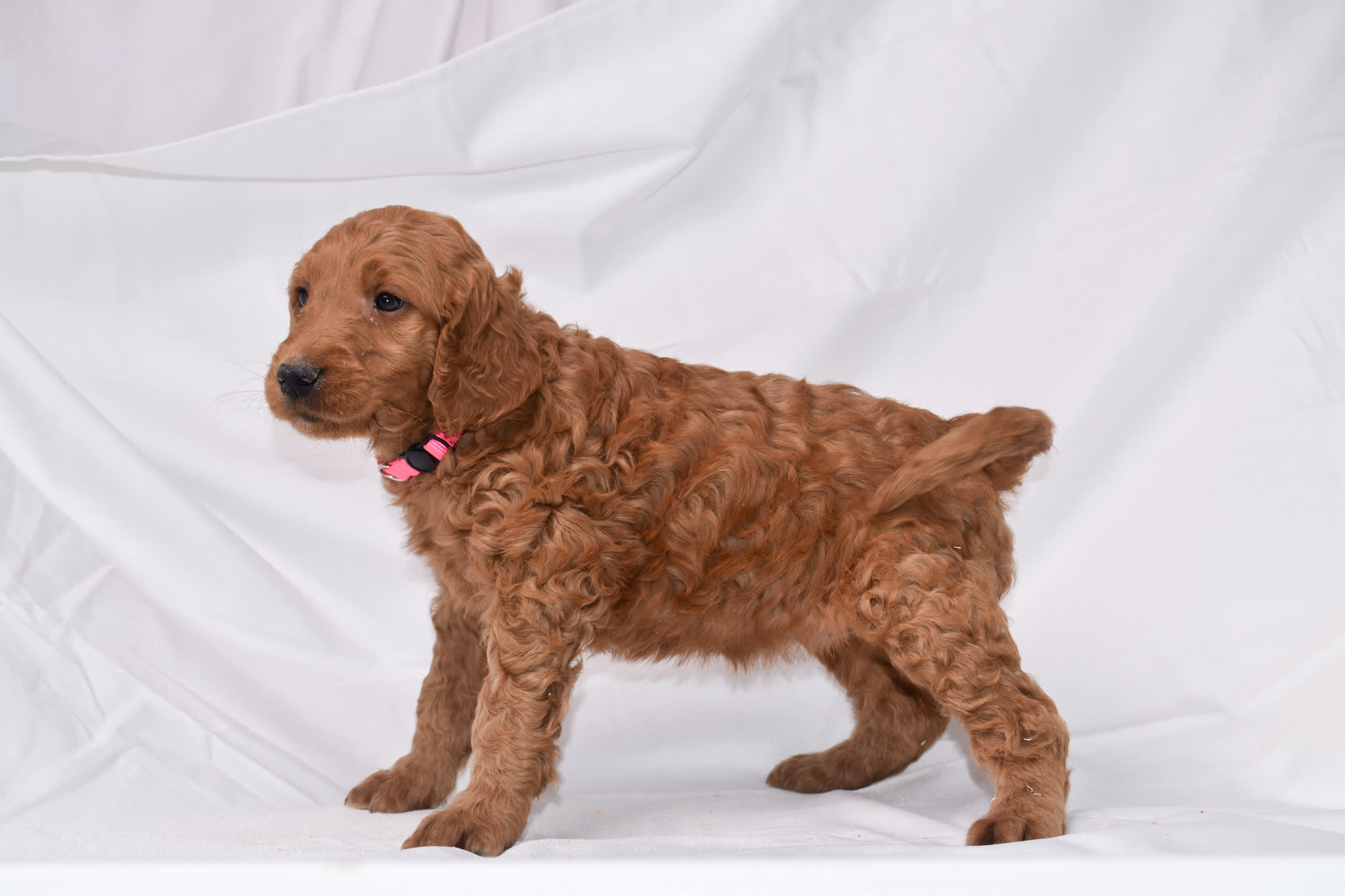 Goldendoodle puppy