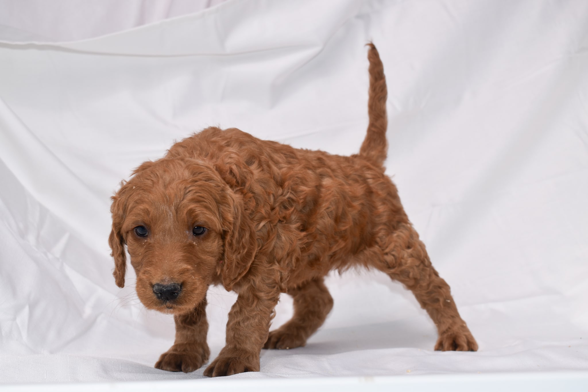 Goldendoodle puppy