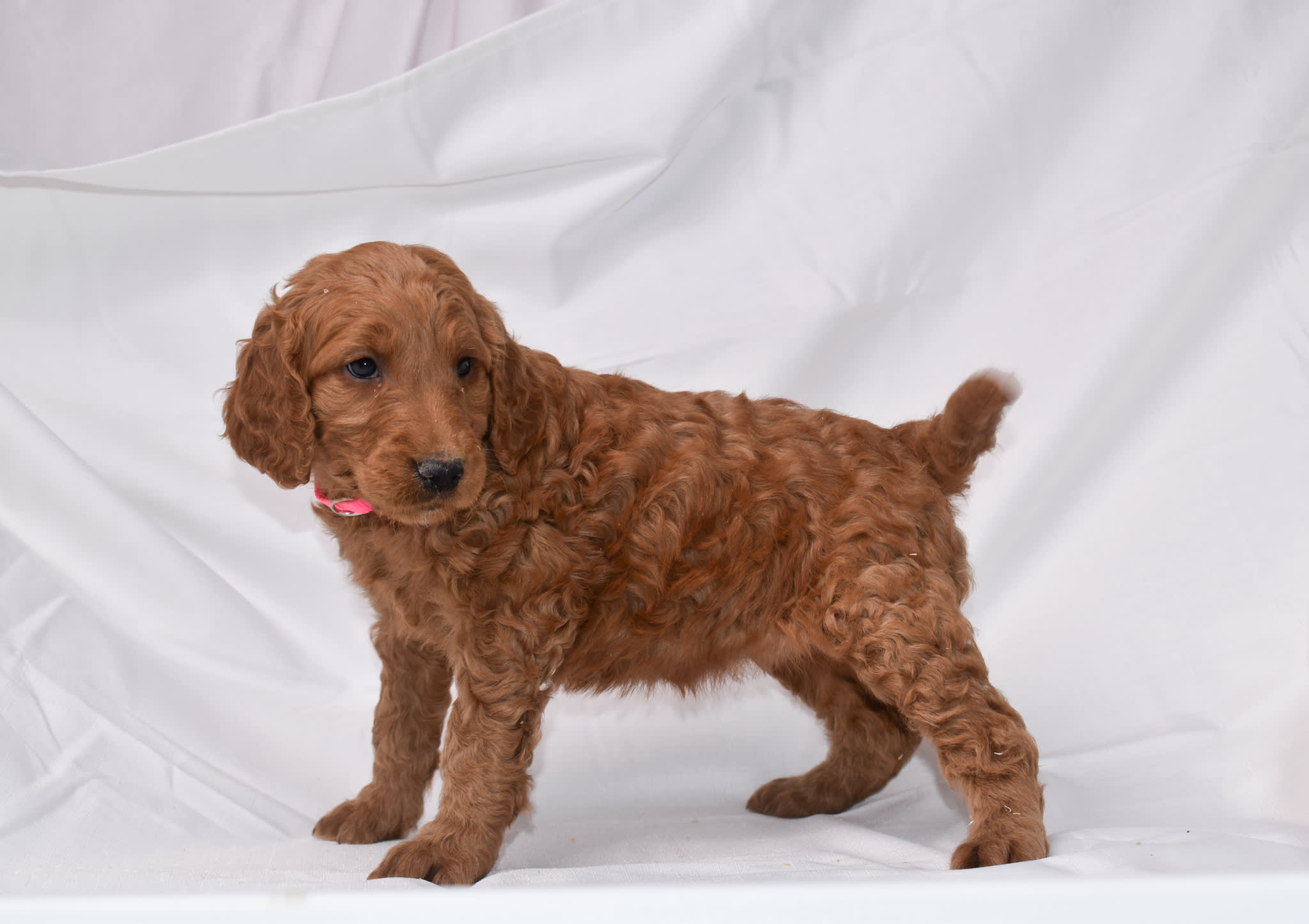 Goldendoodle puppy