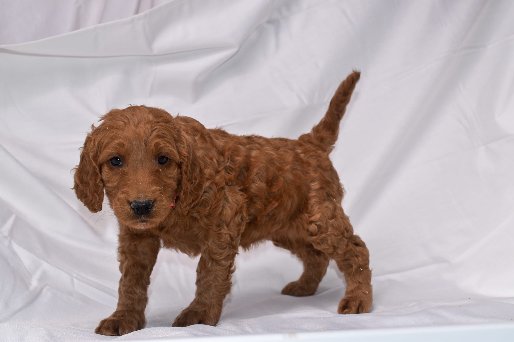 Goldendoodle puppy