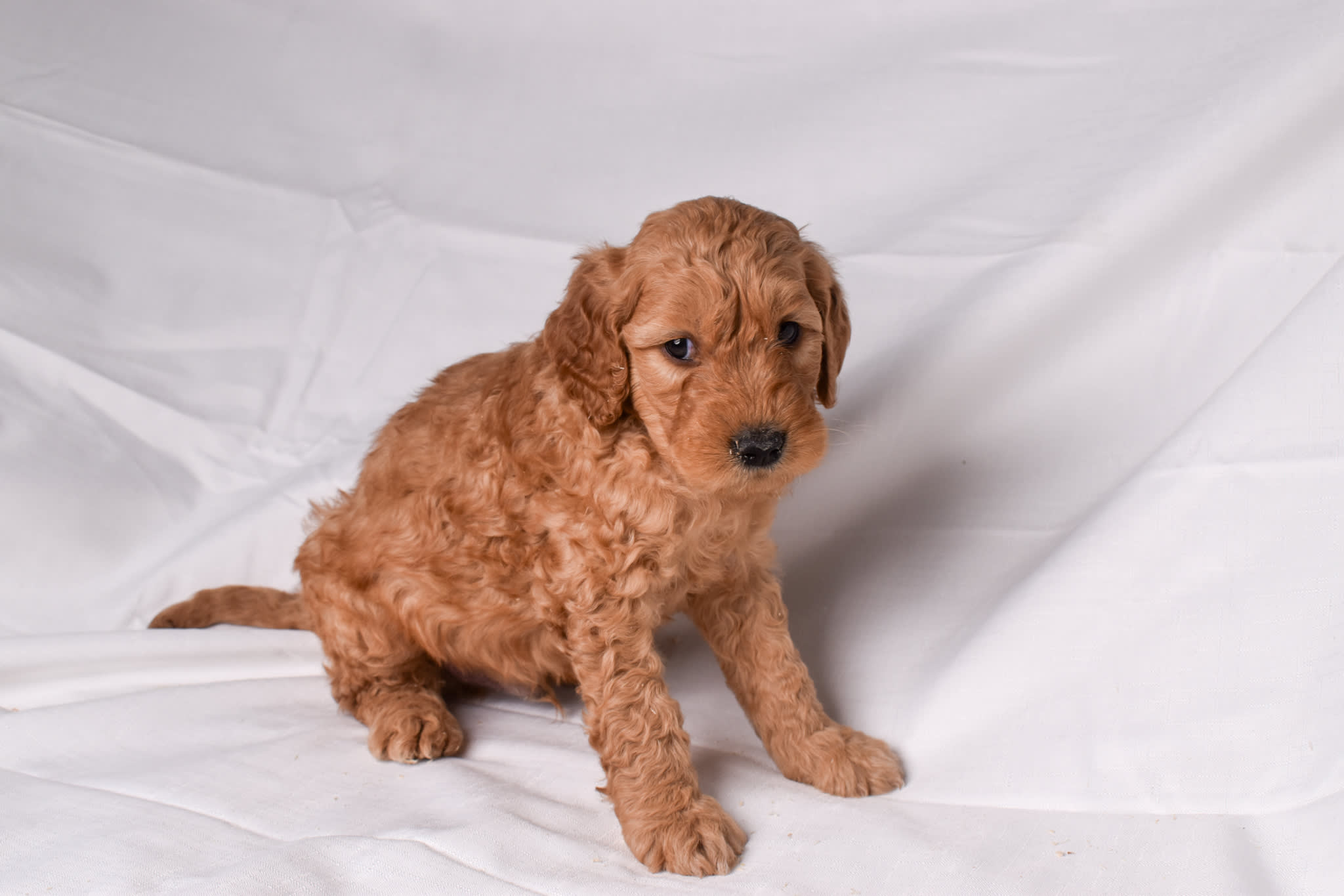 Goldendoodle puppy