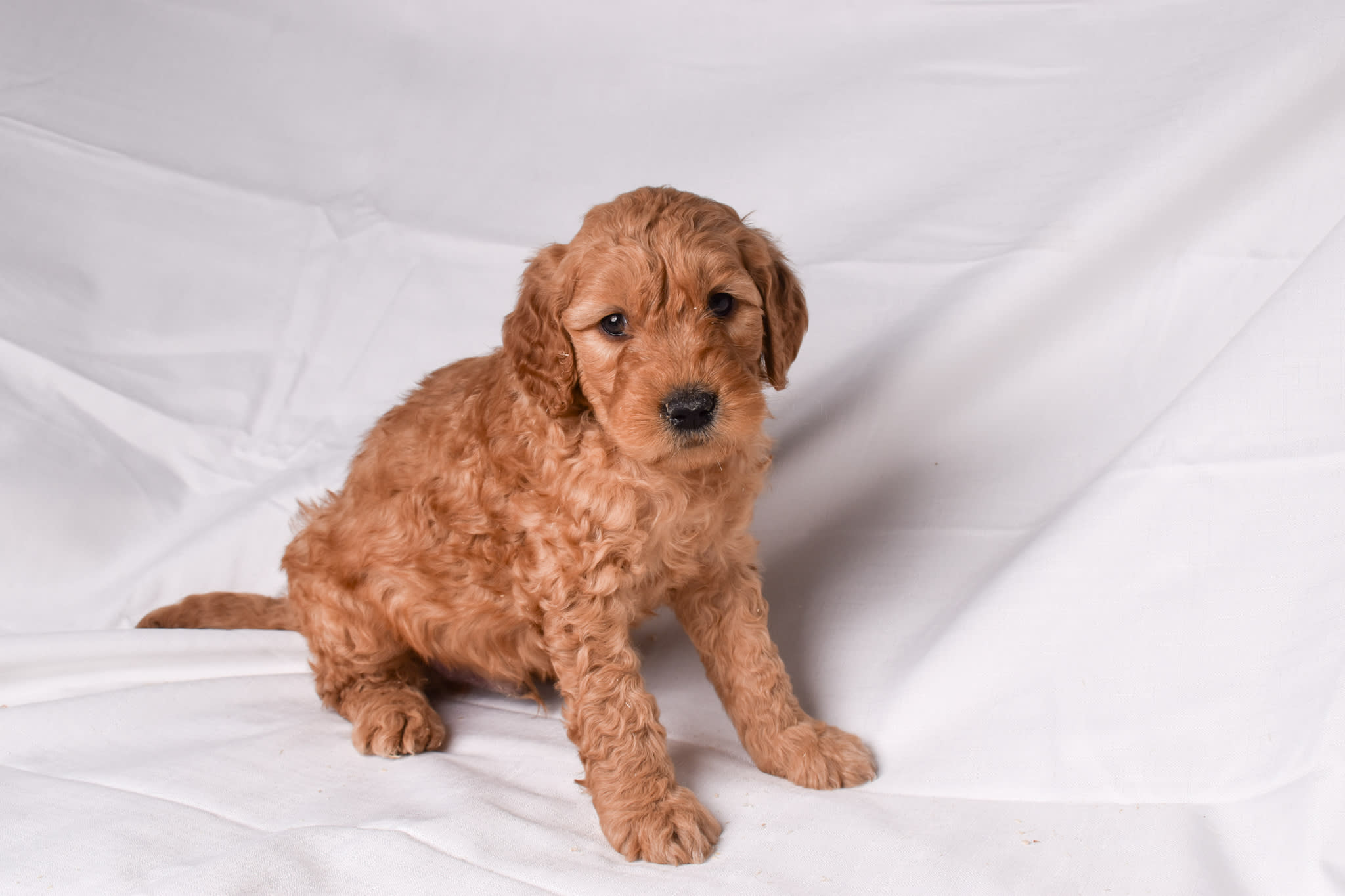 Goldendoodle puppy