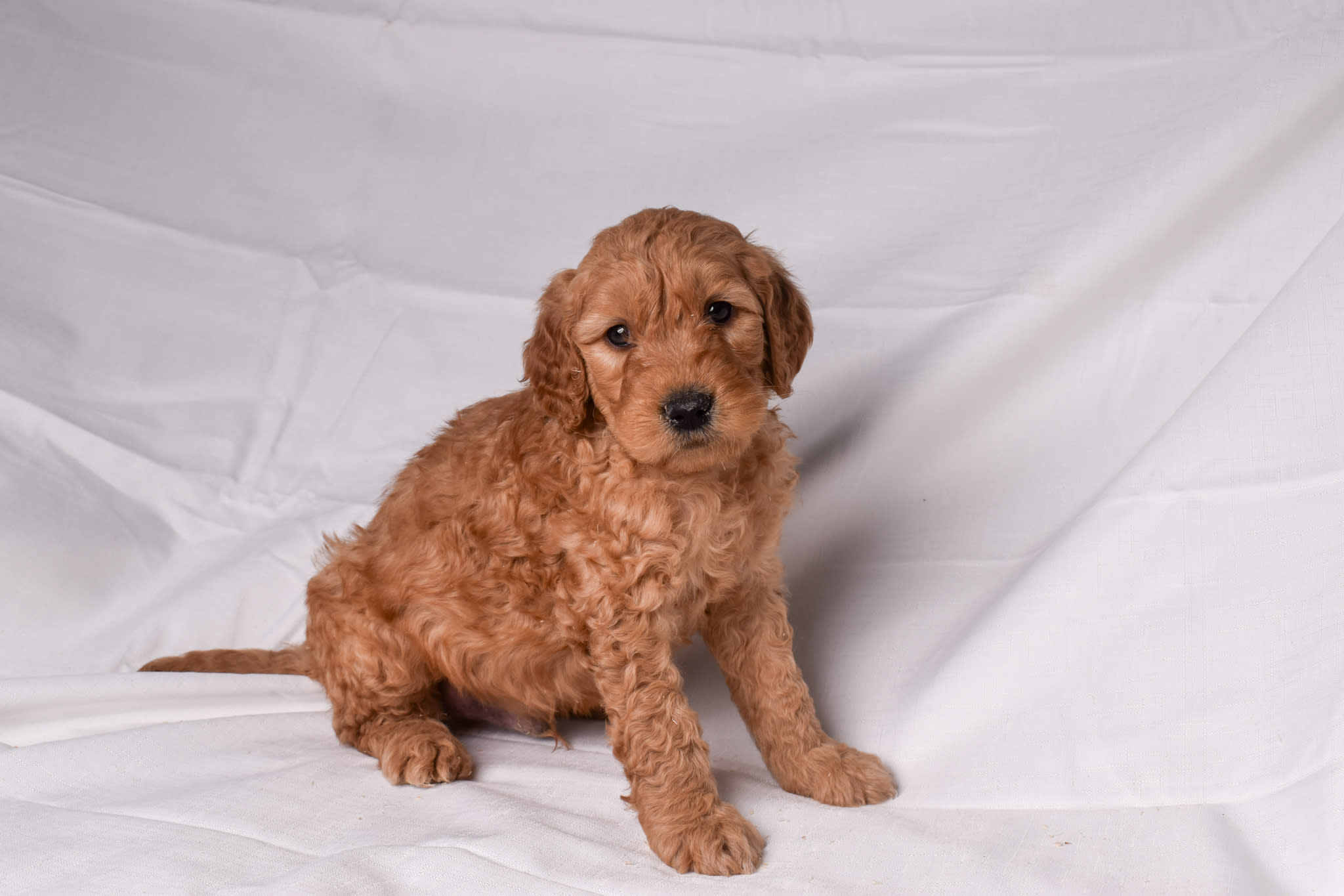 Goldendoodle puppy