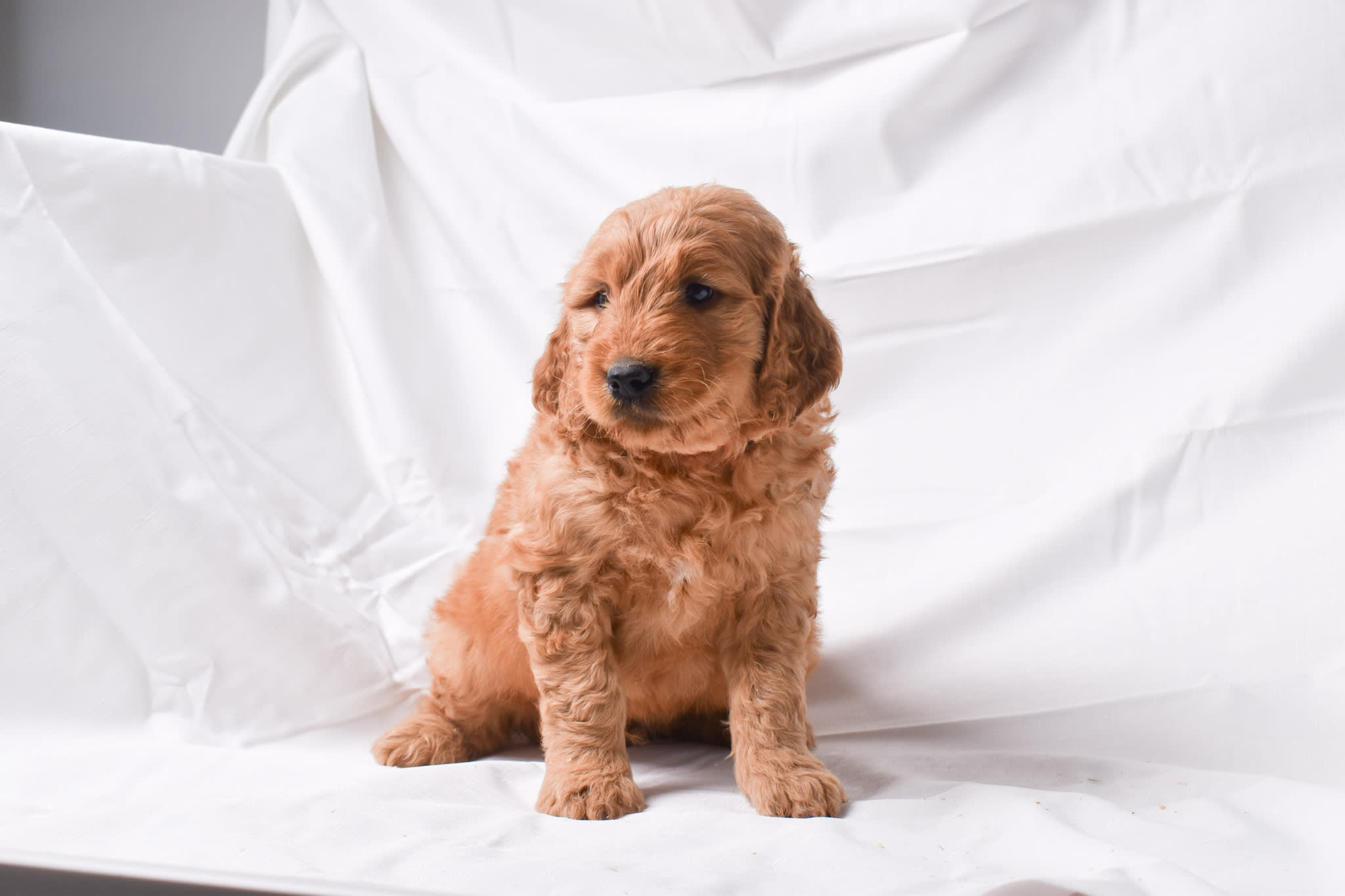 Goldendoodle puppy