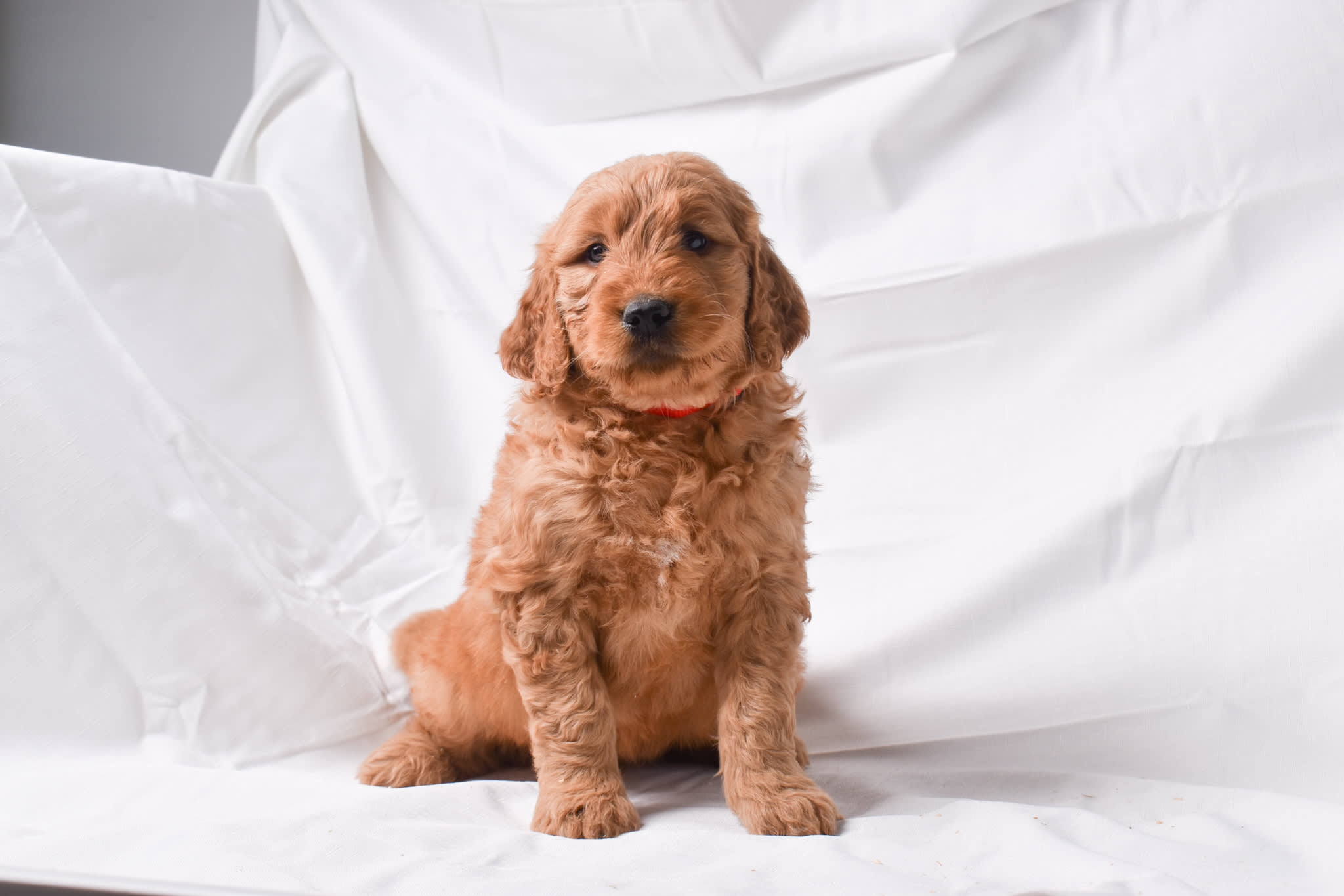 Goldendoodle puppy