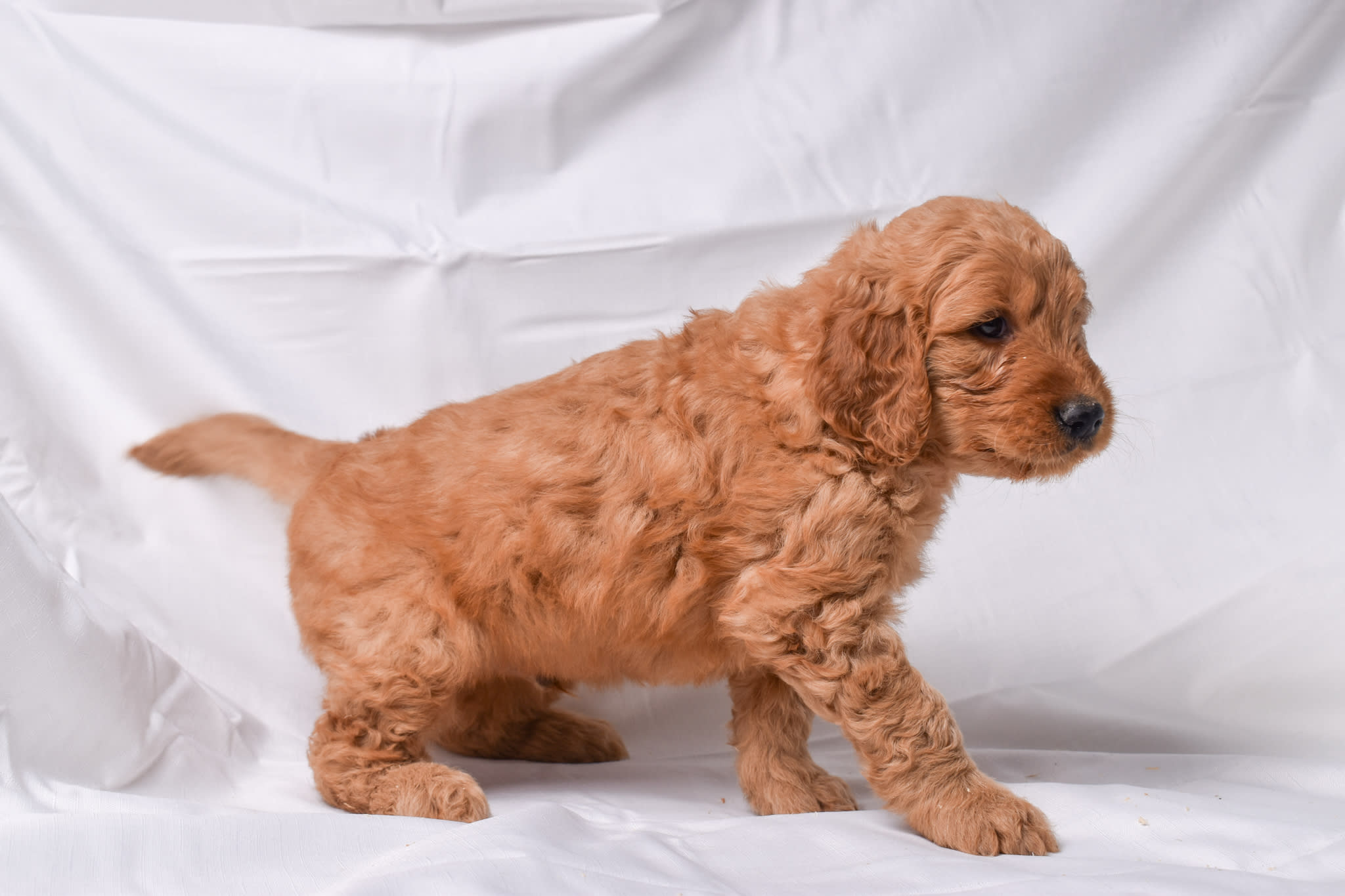 Goldendoodle puppy