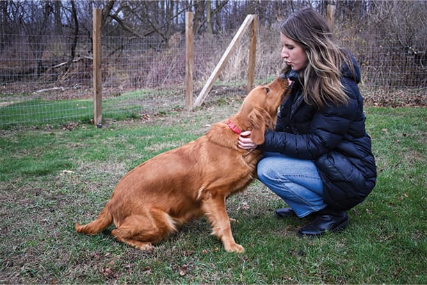Golden Retriever female