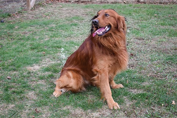 Golden Retriever male