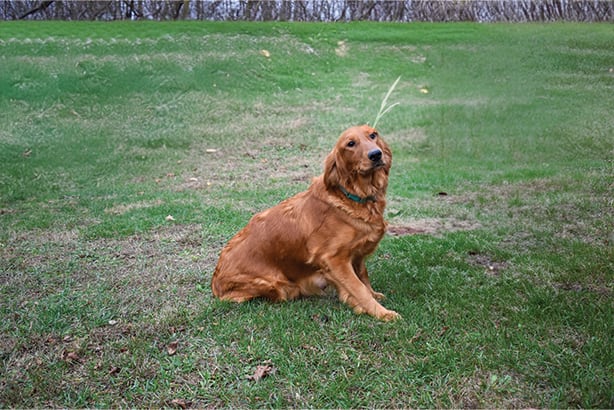 Golden Retriever female
