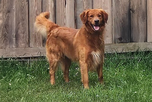 Golden Retriever male