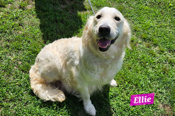 Golden Retriever female