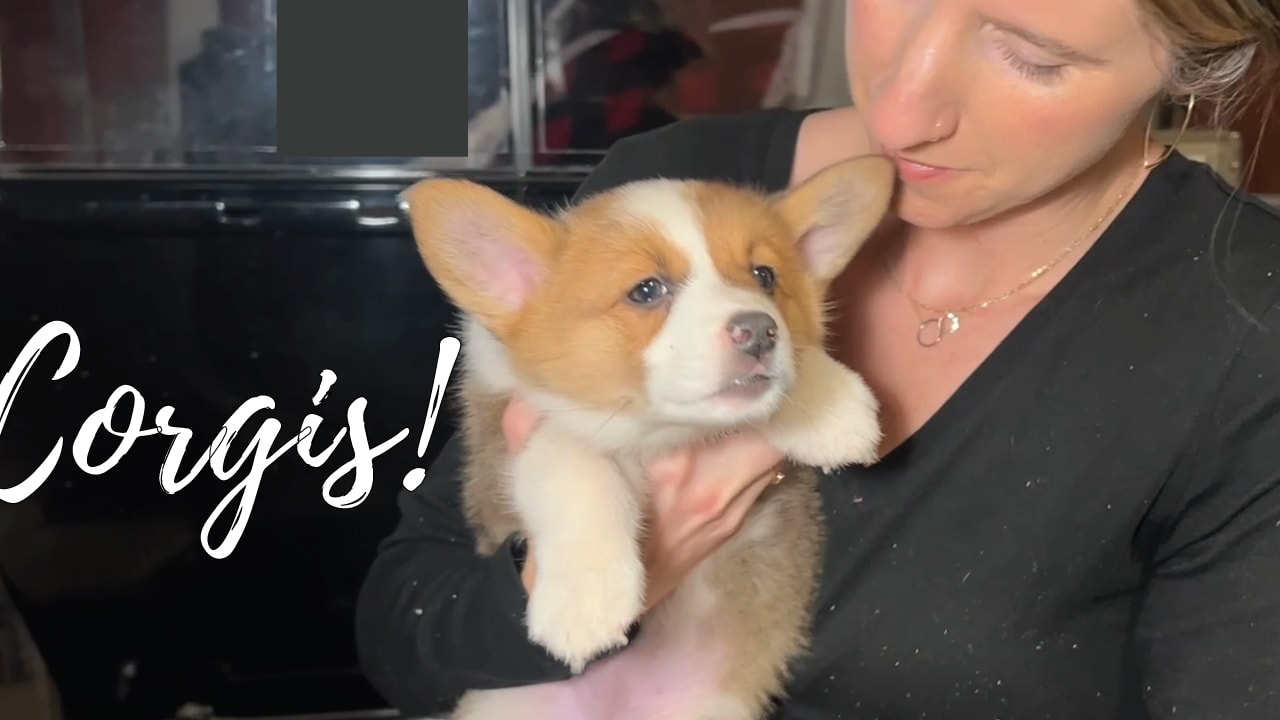 A group of Corgi puppies