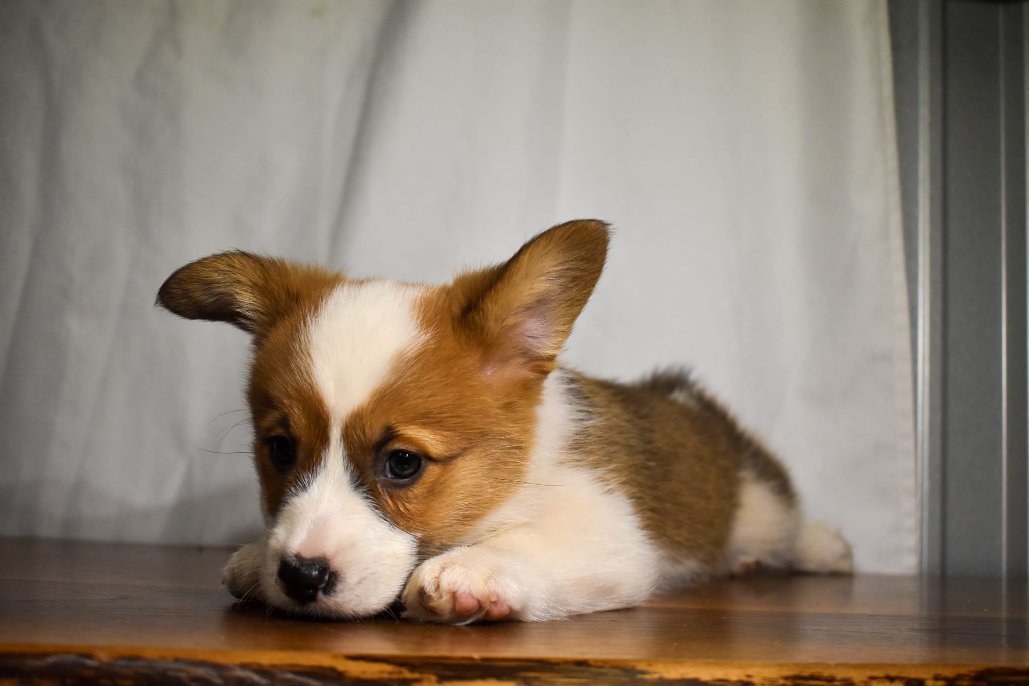 Corgi puppy
