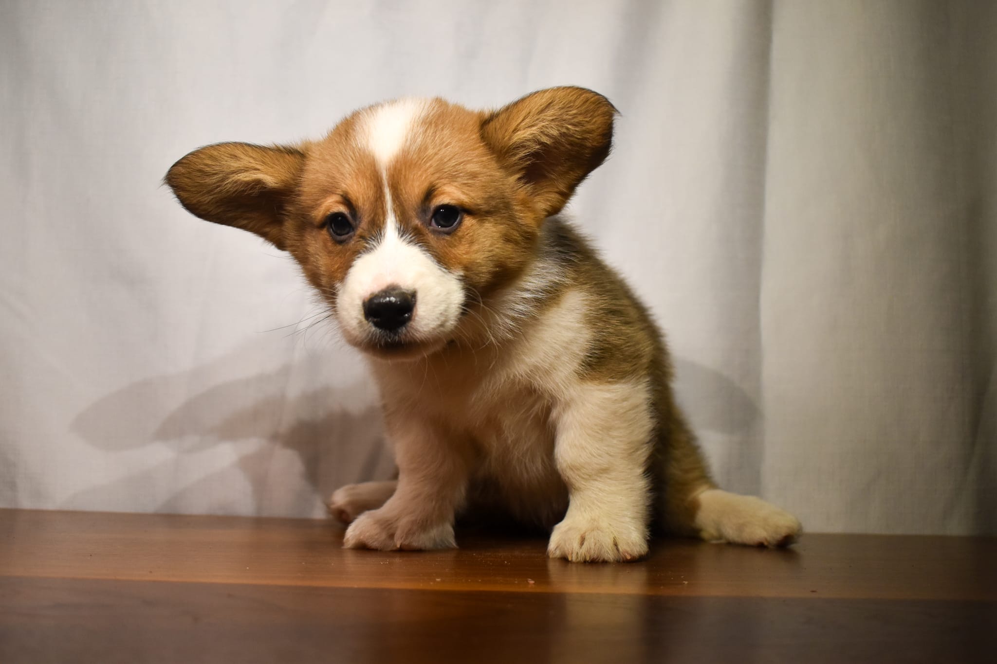 Corgi puppy