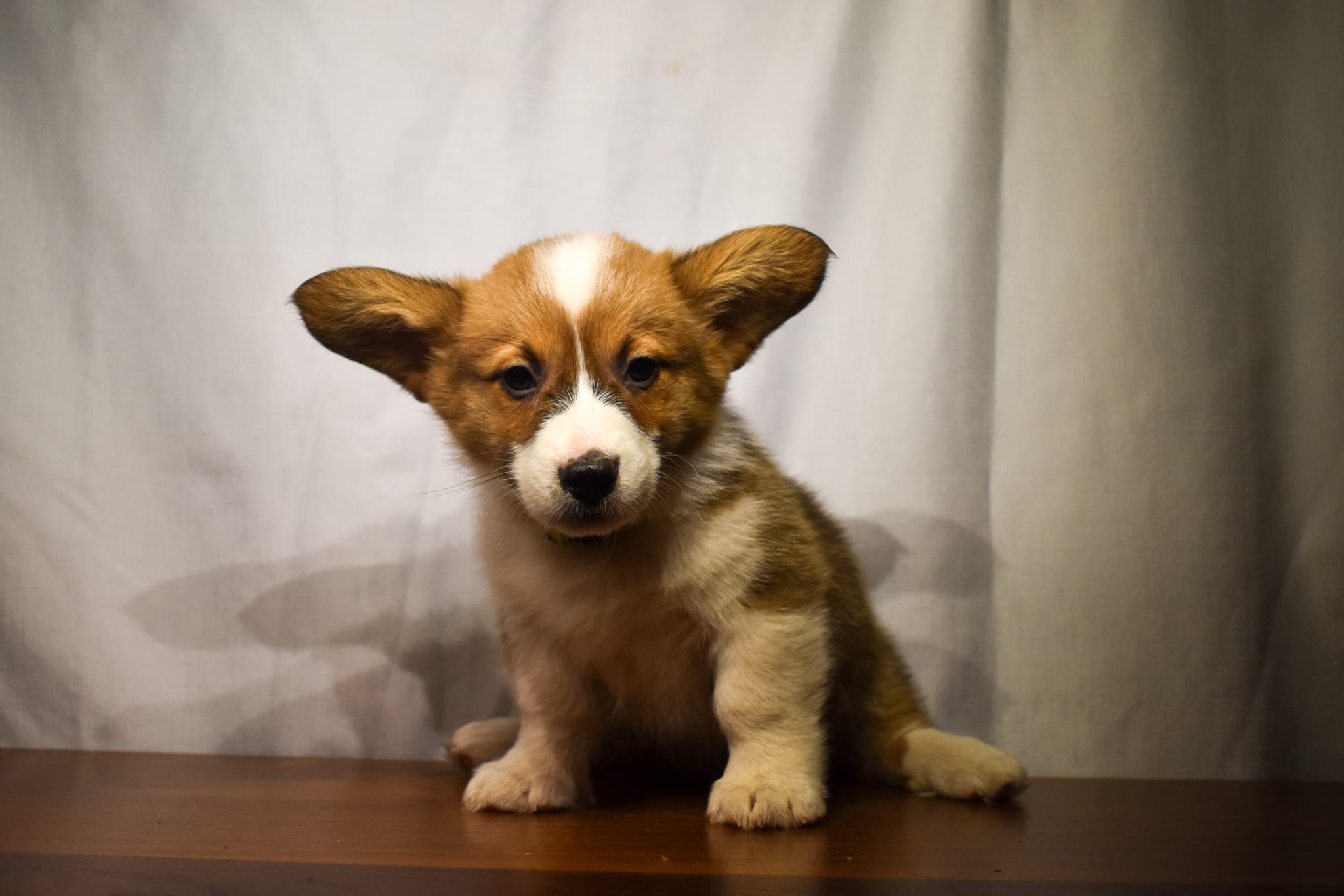Corgi puppy