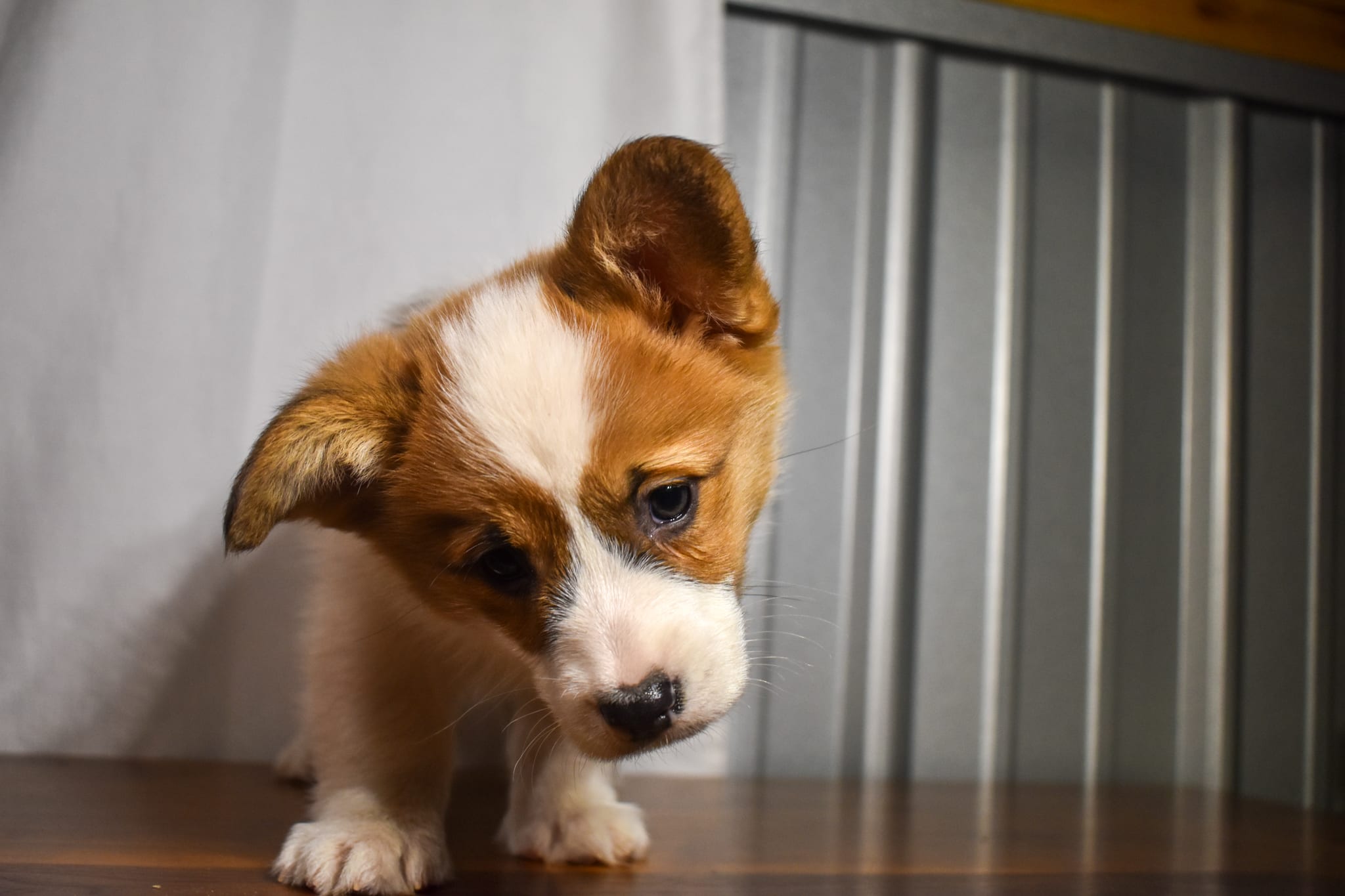 Corgi puppy