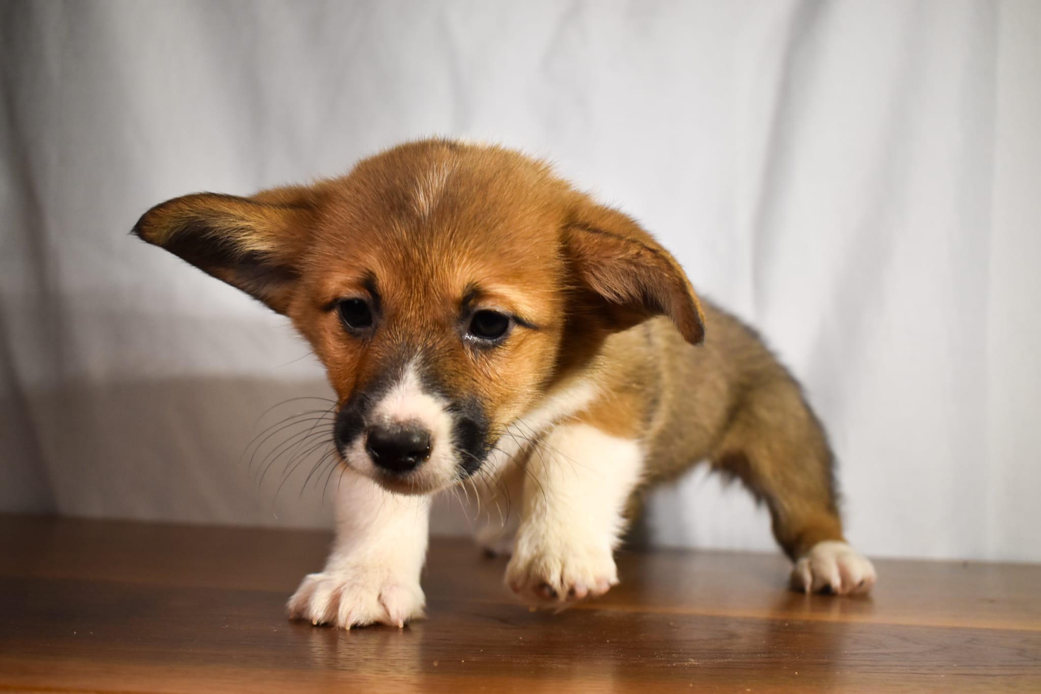 Corgi puppy