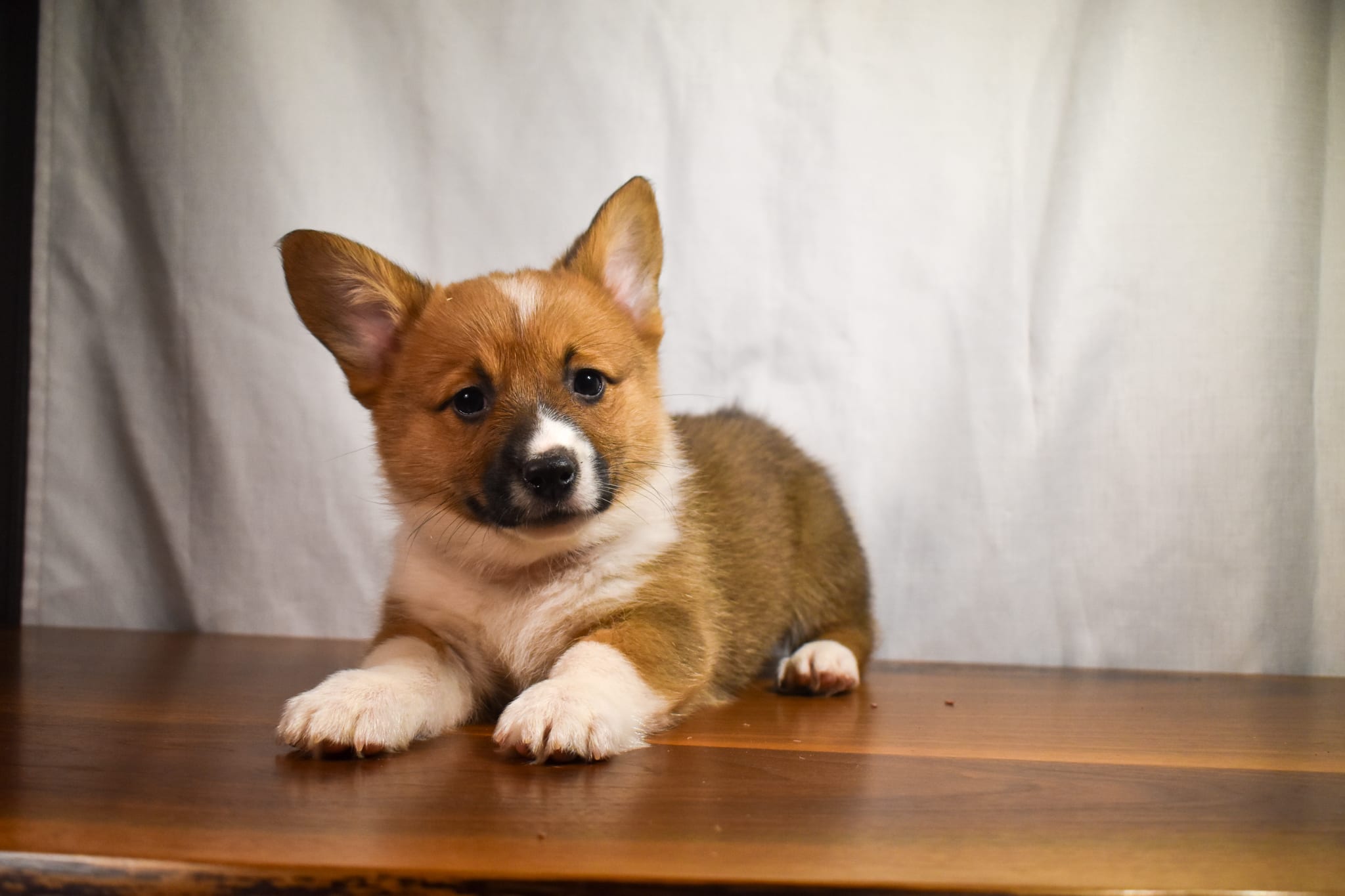Corgi puppy