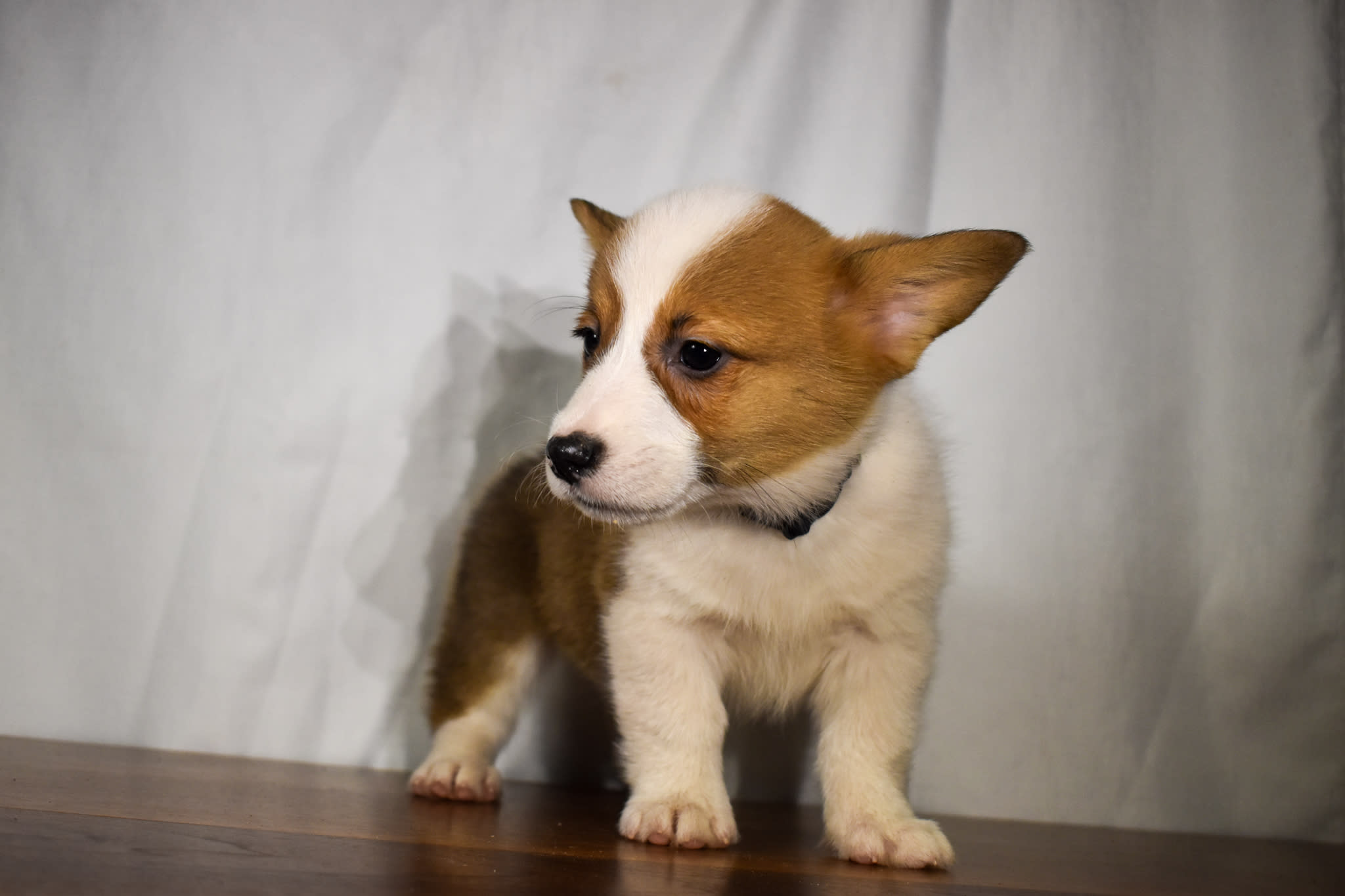 Corgi puppy