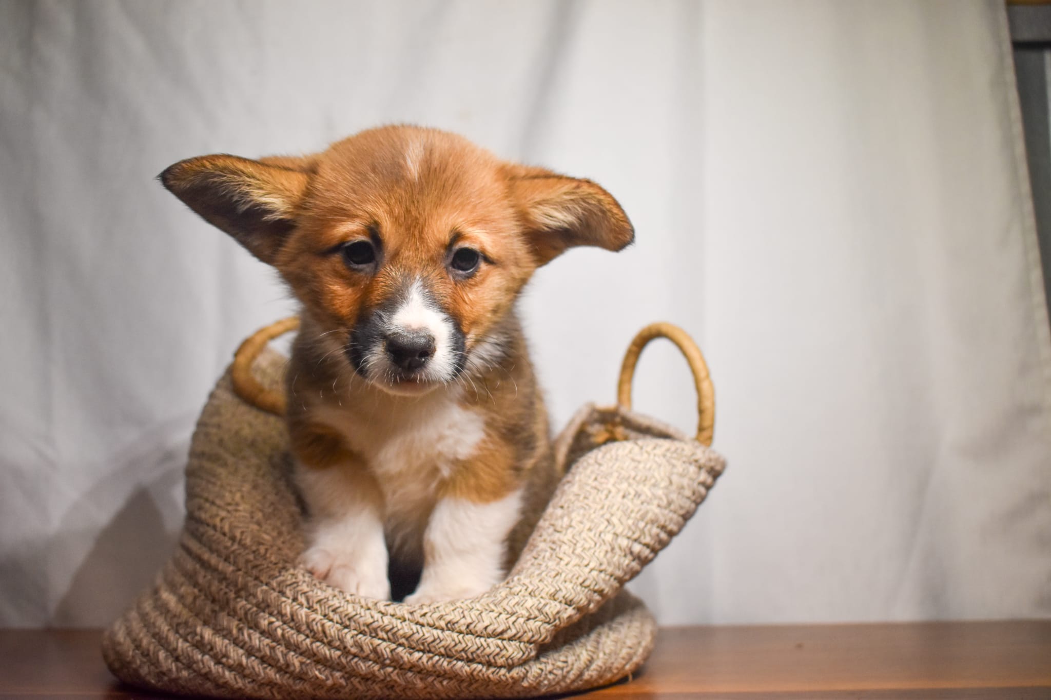 Corgi puppy