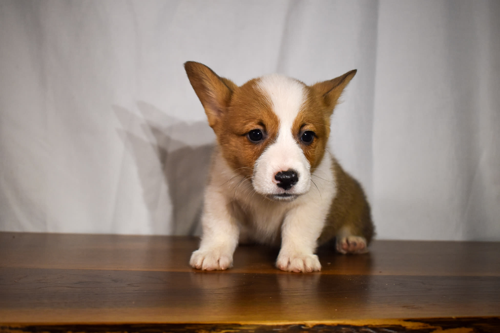 Corgi puppy