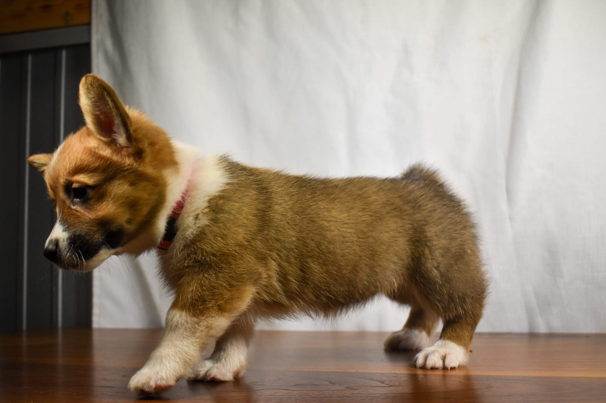 Corgi puppy